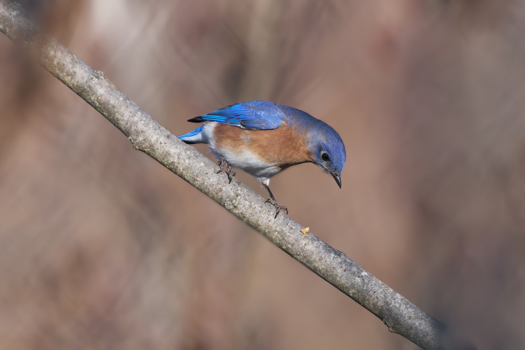 A male eastern bluebird leaning forward on a bare branch, bright royal blue above with a rusty-orange throat and breast and a white belly.