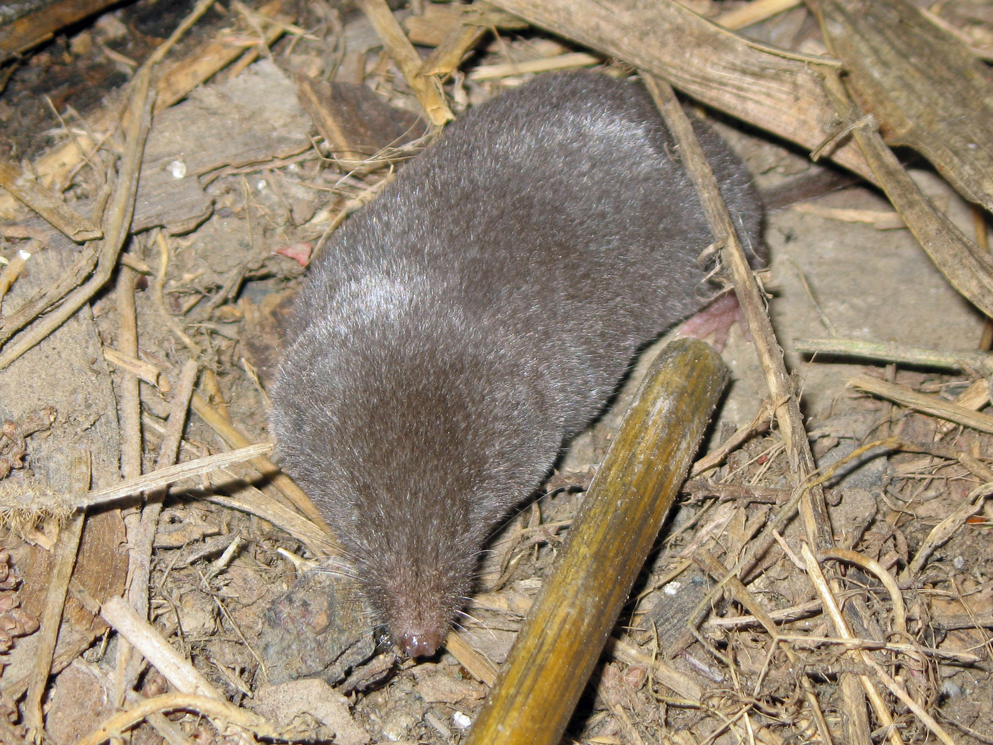 A grey-brown southern short-tailed shrew among dry stalks and leaf litter, its pointed snout down.