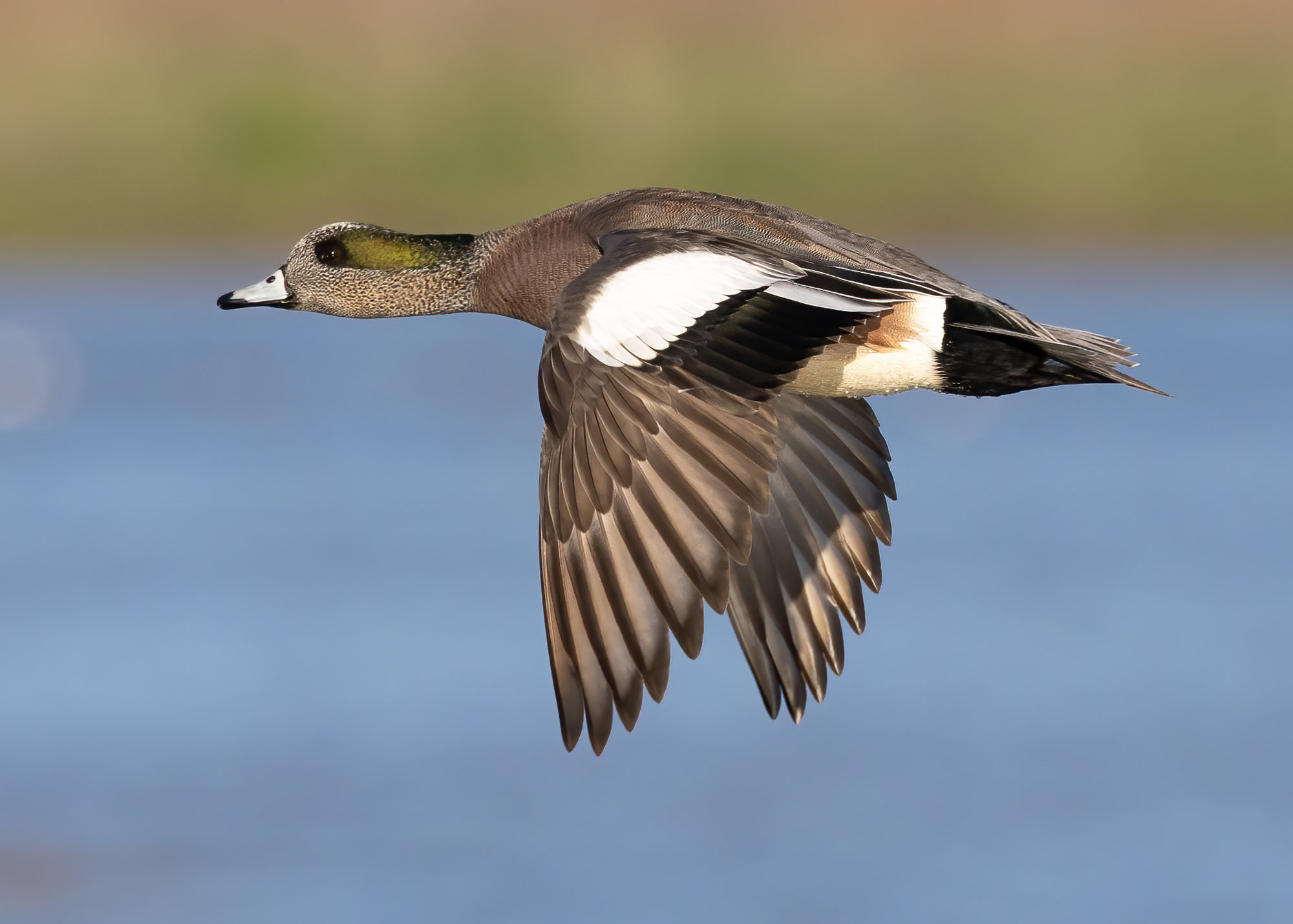 A male American wigeon in flight low over water, his white crown, green eye patch and white wing patches showing.