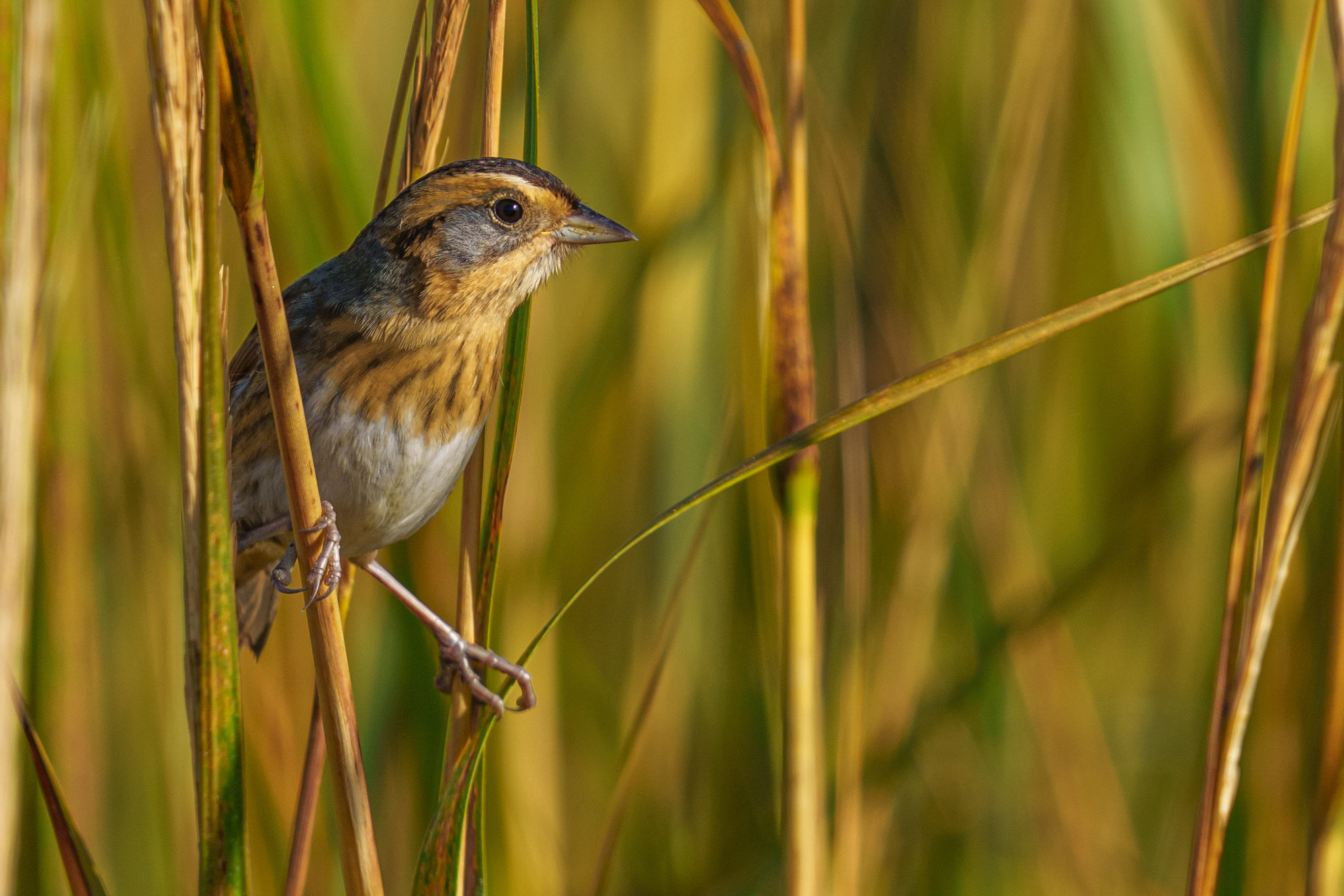 A Nelson's sparrow clinging to marsh grass, with an orange face framing a grey cheek, a grey nape and a softly streaked buff breast.