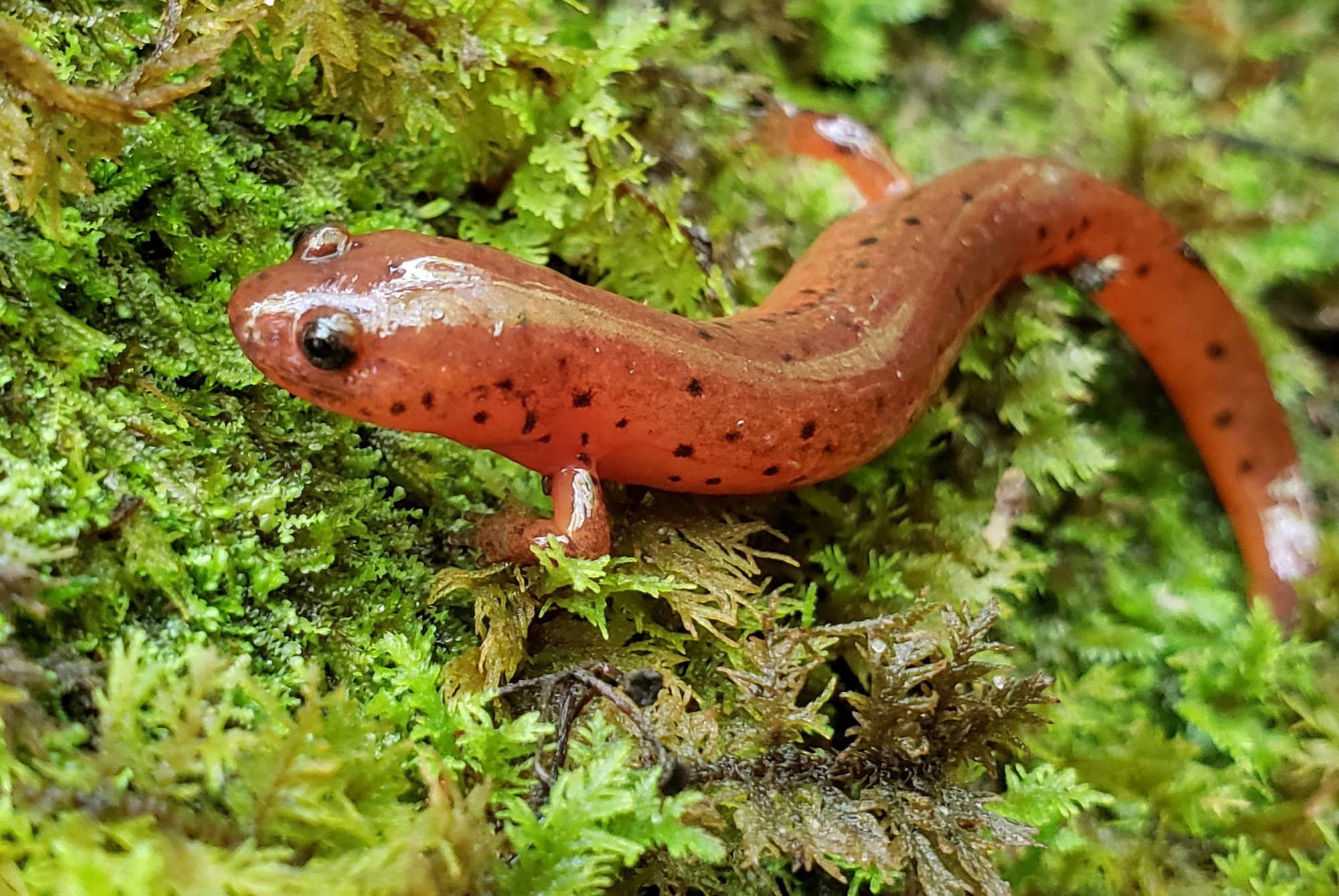 A Gulf Coast mud salamander on bright green moss, orange with small round black spots and dark eyes.