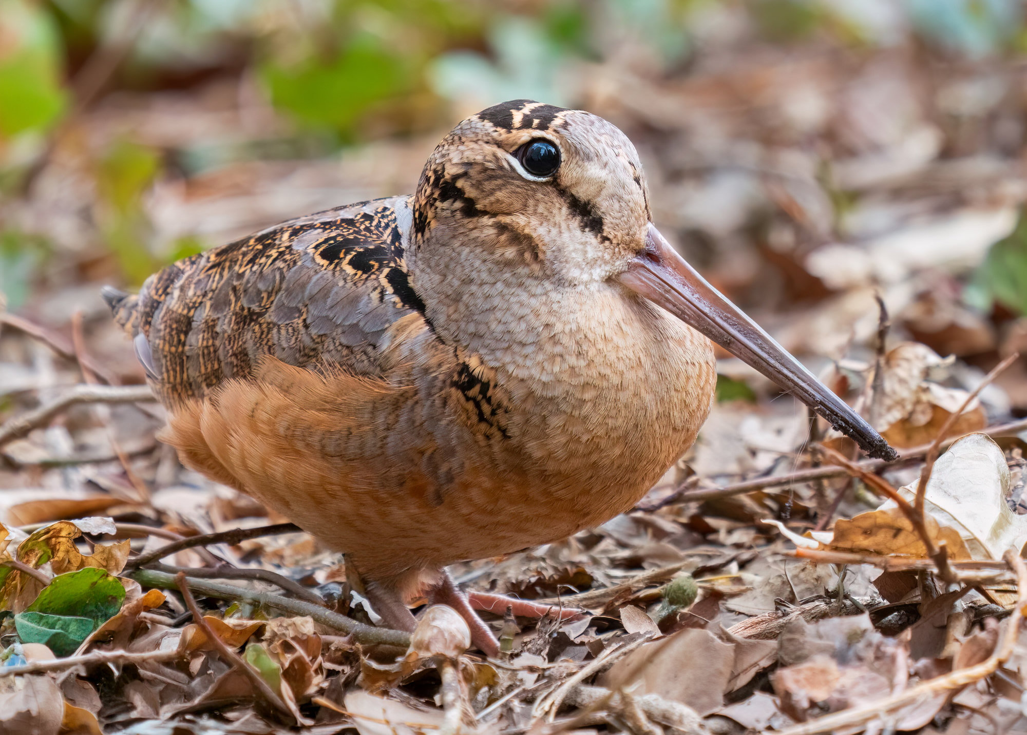 An American woodcock crouched among fallen leaves, its leaf-brown camouflage, long bill and large dark eye set high on its head.
