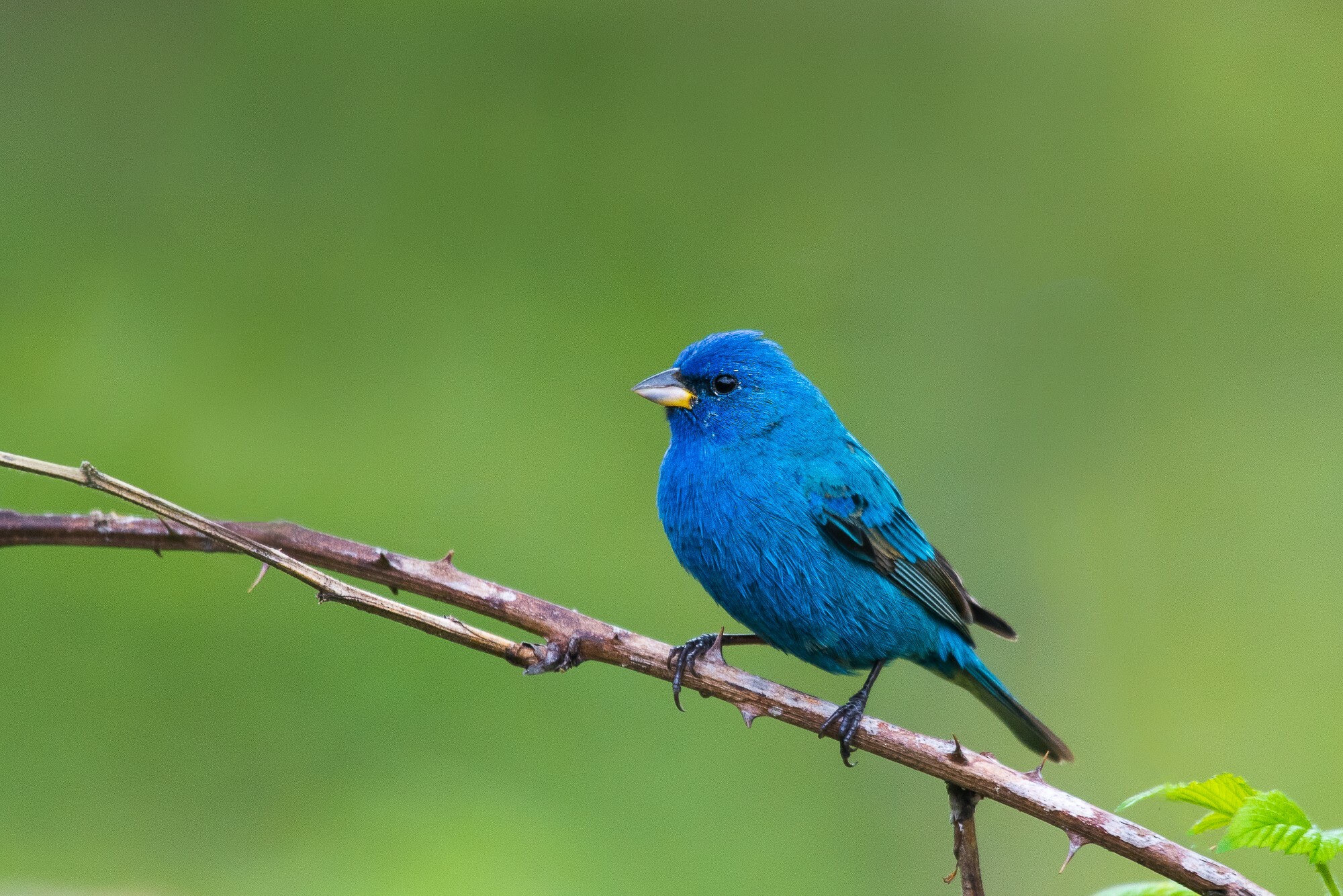 A male indigo bunting perched on a slender branch, vivid blue all over with darker wings and a small, conical grey bill.