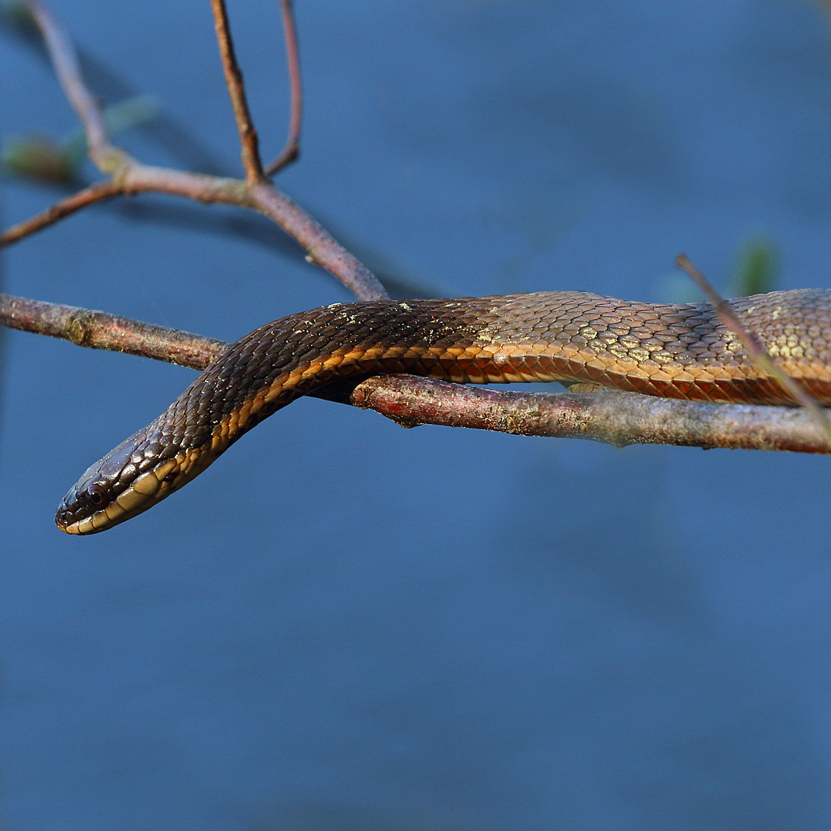 A queensnake stretched along a thin branch over blue water, olive-brown with a pale yellow stripe low on each side.