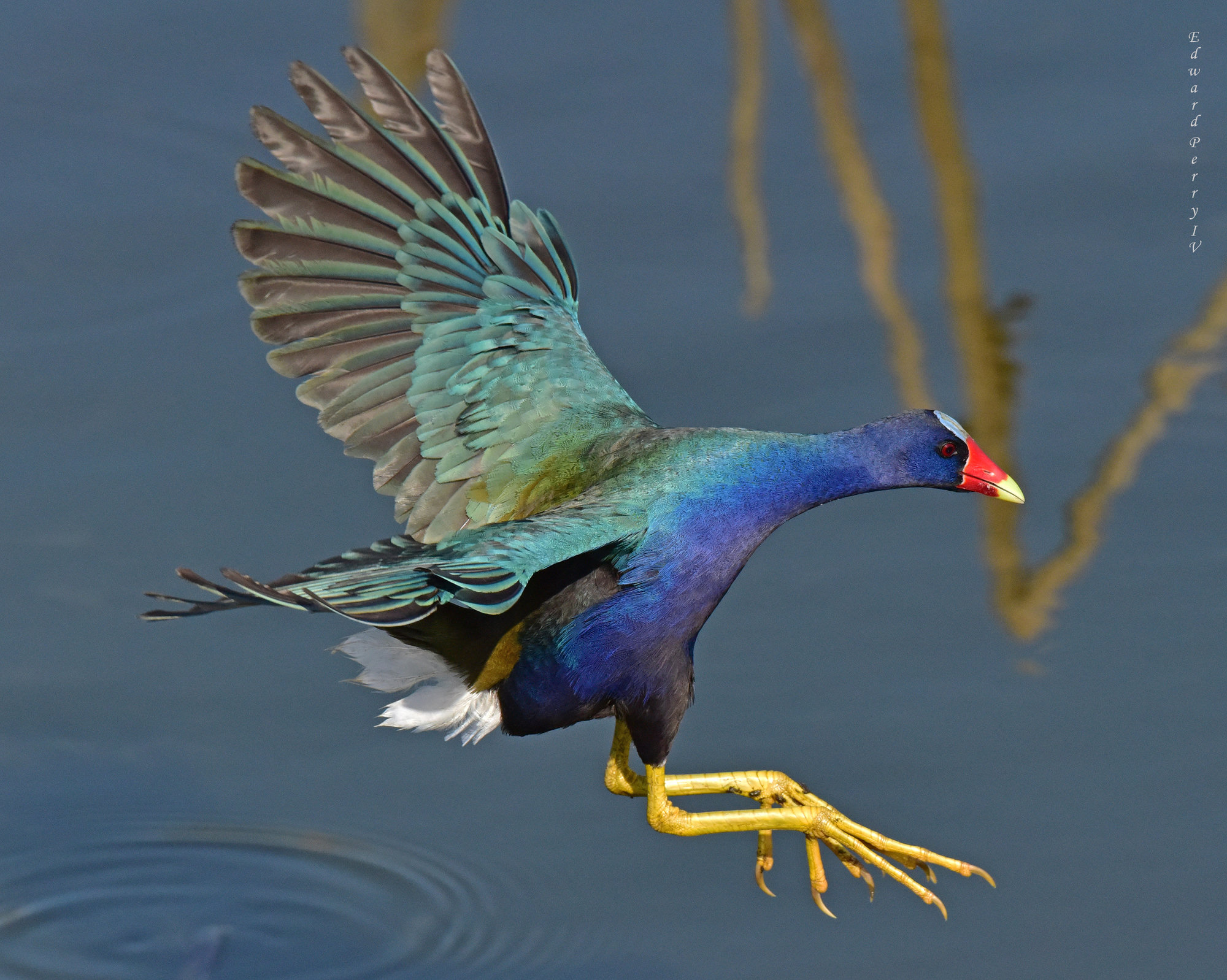 A purple gallinule landing on water with wings raised, its purple-blue body, red-and-yellow bill and long yellow legs outstretched.