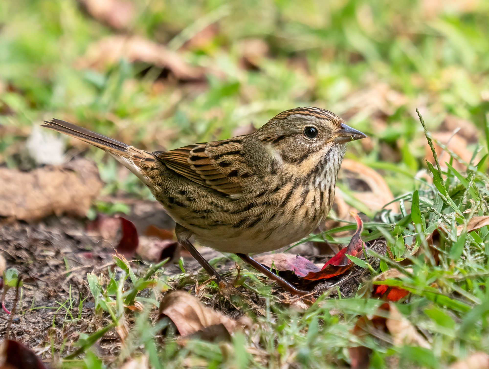 A Lincoln's sparrow on the ground among leaves, a neat sparrow with a grey face, a buff moustache and breast band finely streaked with black and a pale eye-ring.