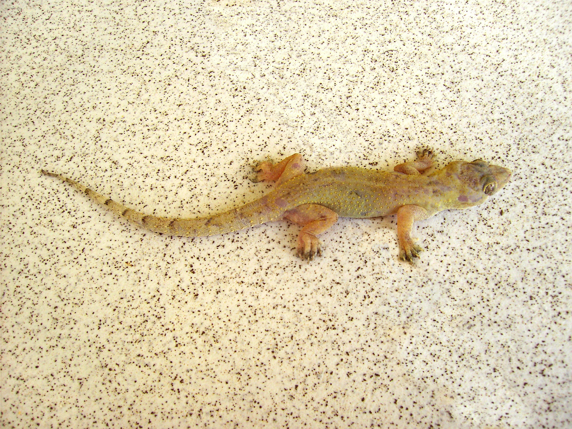 A tropical house gecko on a speckled wall, pale and faintly banded, with large eyes and a long tail.
