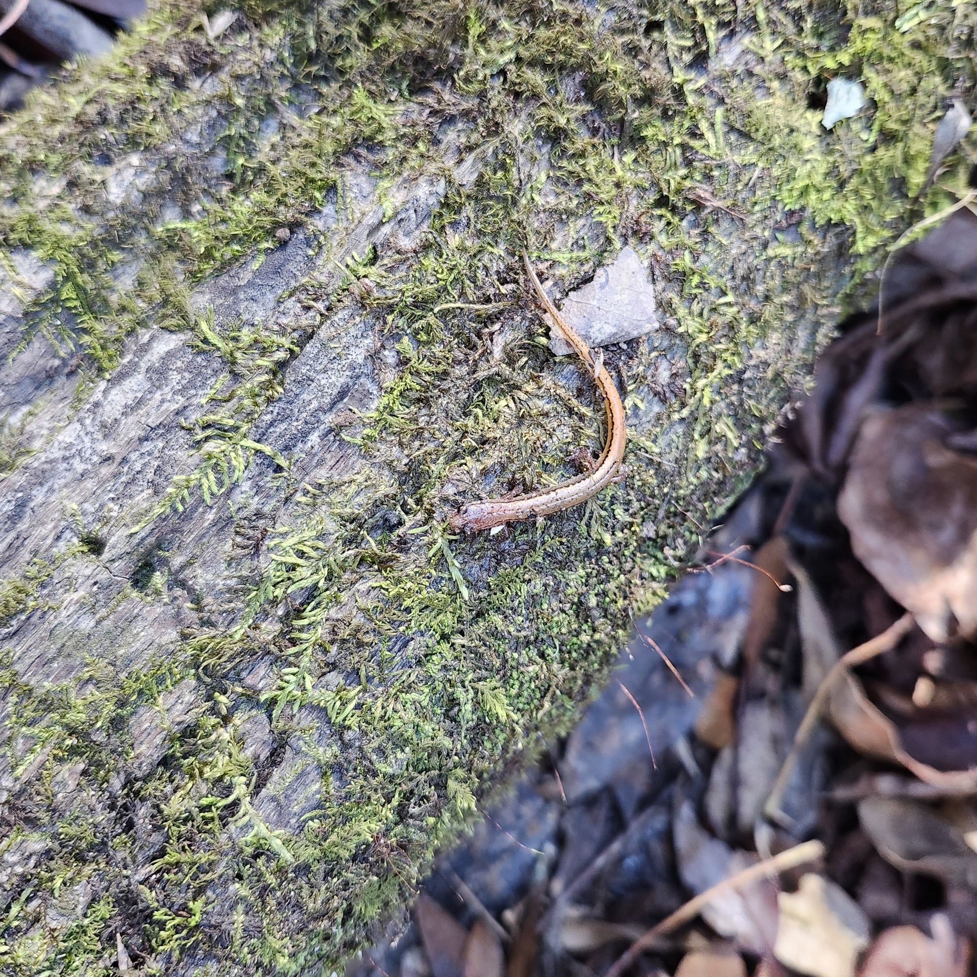 A Hillis's dwarf salamander on a mossy log, tiny and slender, golden-brown with a dark stripe along its side.