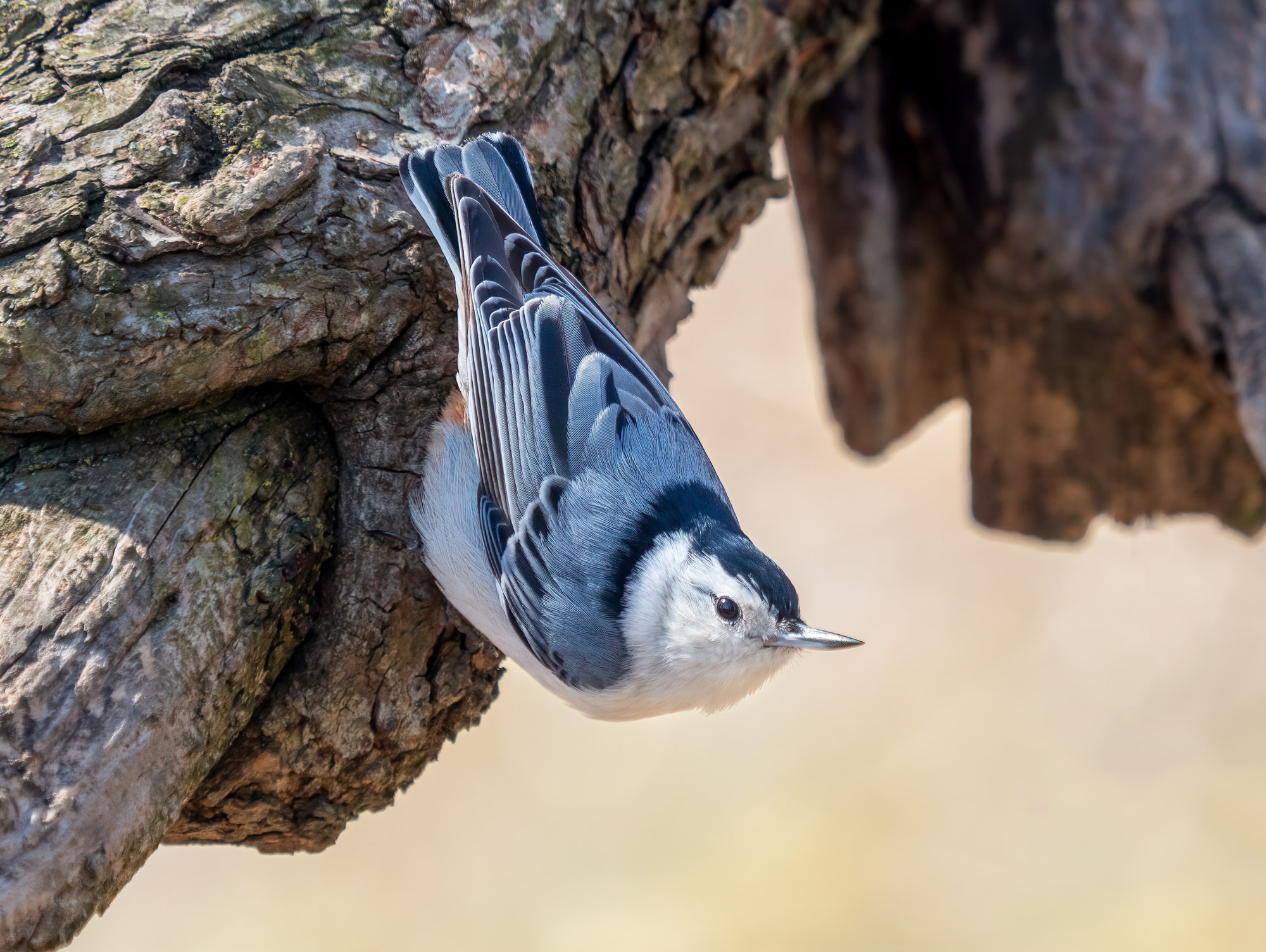 A white-breasted nuthatch clinging head-first down a tree trunk, blue-grey above with a black cap, a white face and breast and a long, slightly upturned bill.