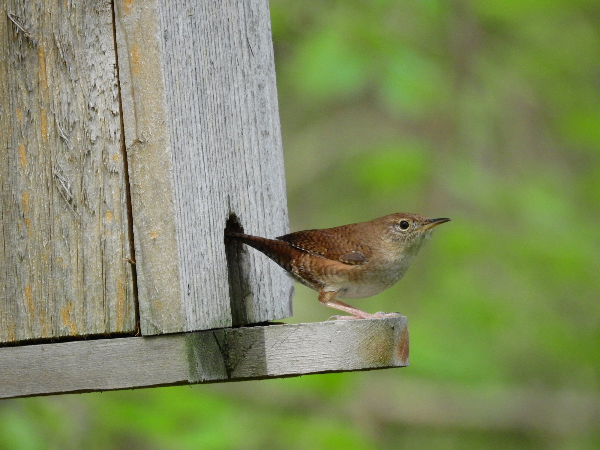 A house wren perched at the entrance of a wooden nest box, a small, plain brown wren with fine black barring on its wings and cocked tail.