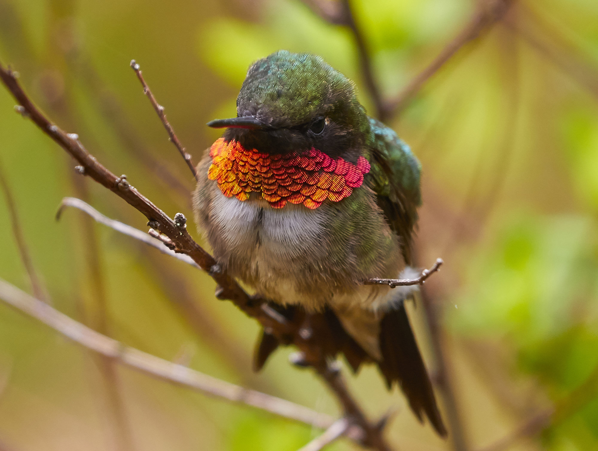 A male ruby-throated hummingbird perched on a twig, his gorget blazing orange-red in the sunlight above a pale breast.