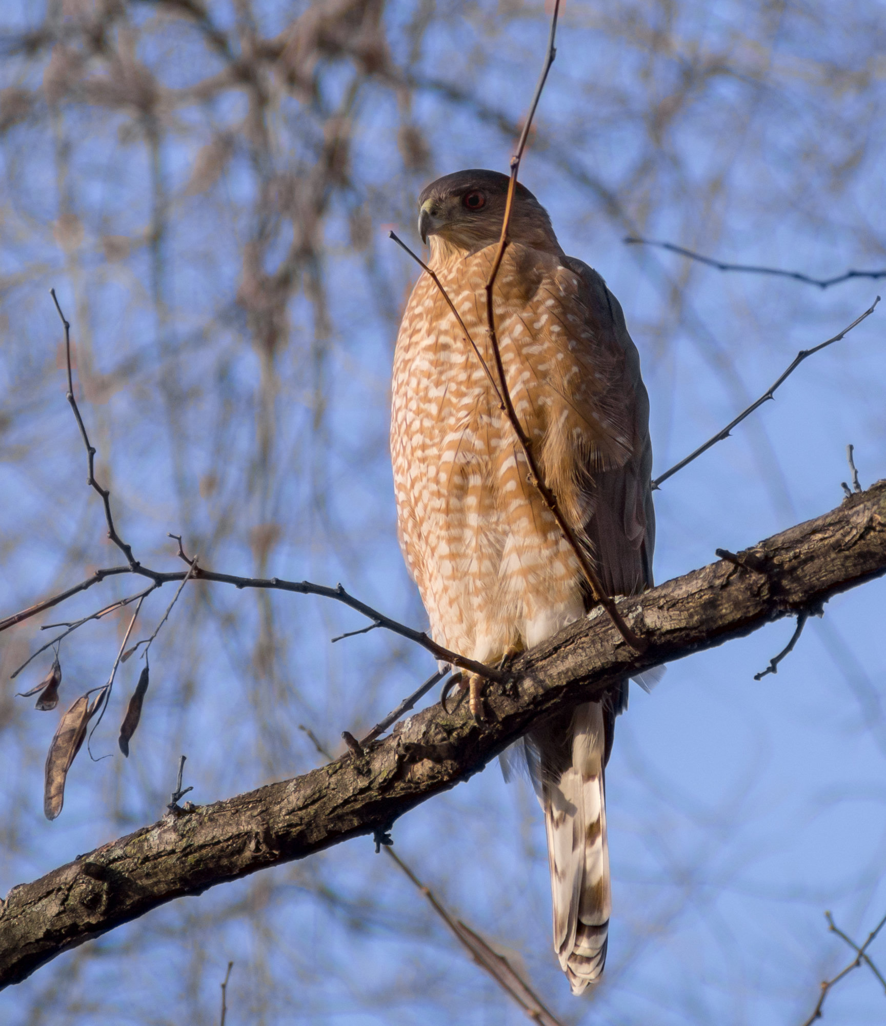 An adult Cooper's hawk perched on a branch, slate-grey above with fine rusty barring across its breast and a long, round-tipped tail.