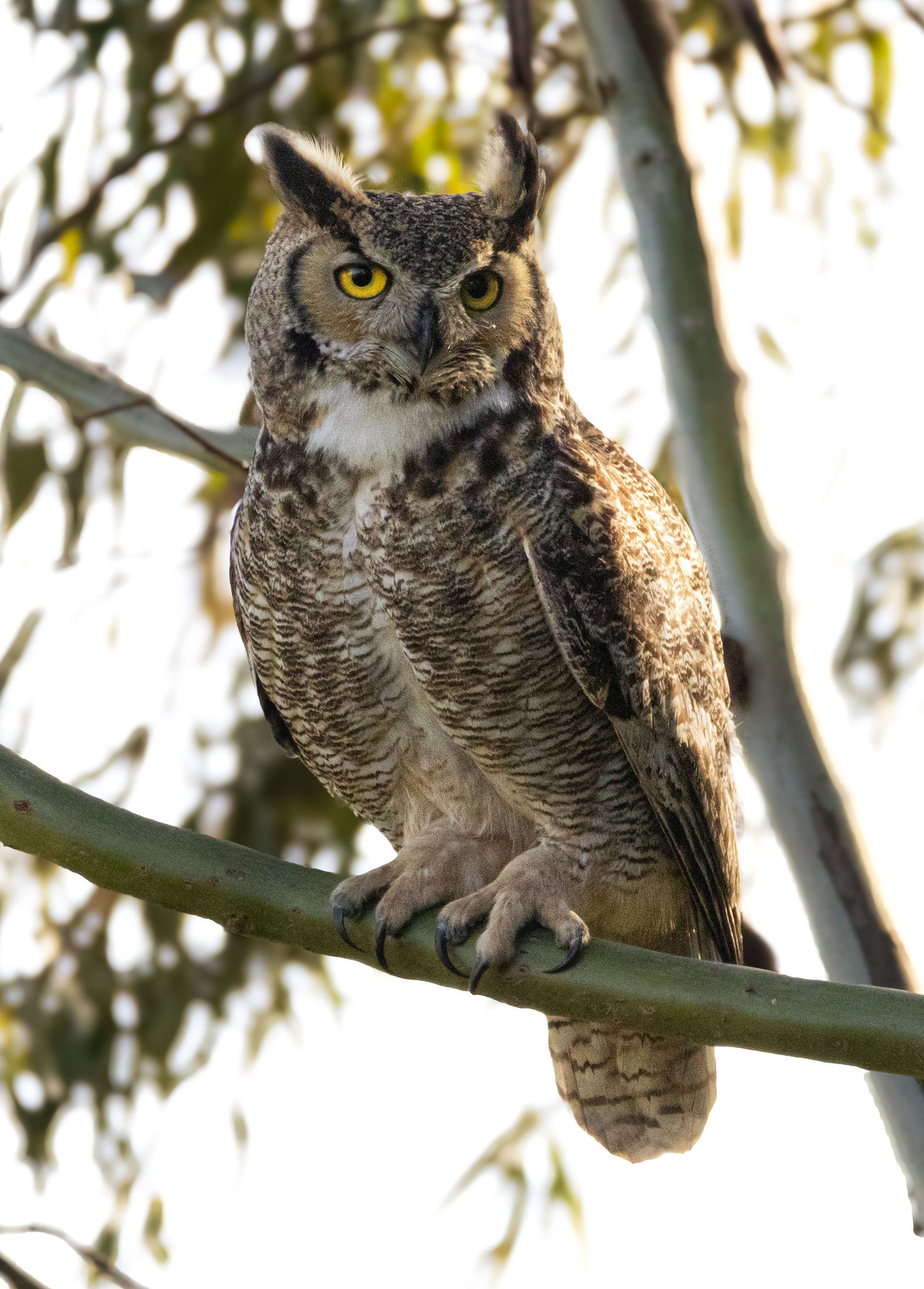 A great horned owl perched on a branch, large and bulky with tall ear tufts, yellow eyes, a white throat patch and brown-barred underparts.