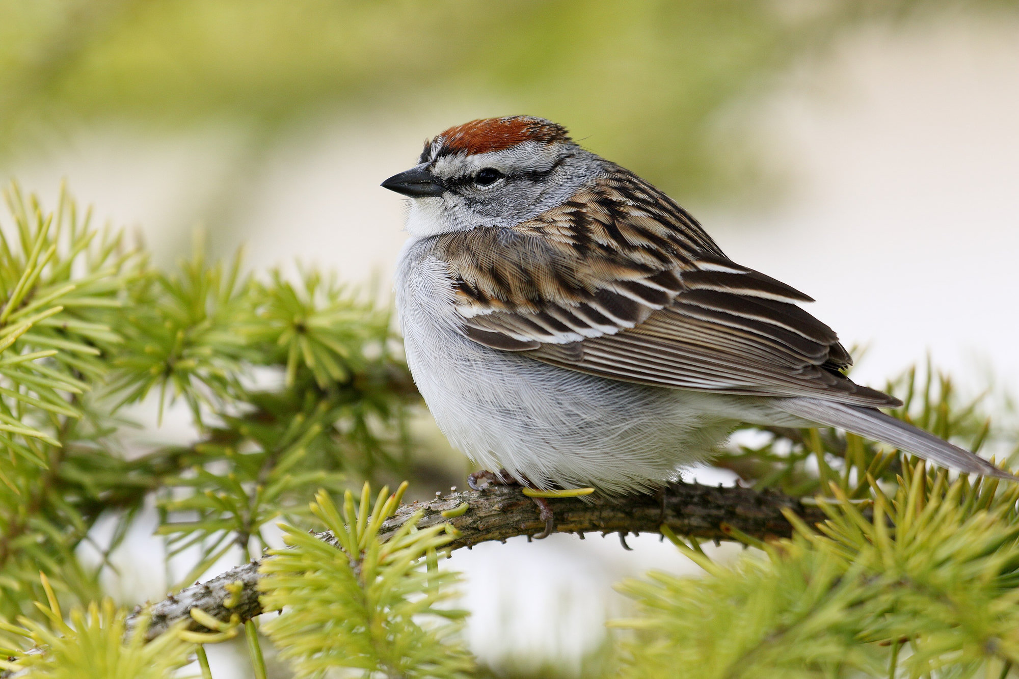 A chipping sparrow in breeding plumage perched on a spruce branch, with a bright rusty cap, a white eyebrow, a black line through the eye and a clean grey breast.