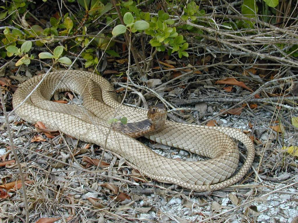 A coachwhip coiled on sandy ground beneath low shrubs, long and slender, with pale tan scales that look braided.