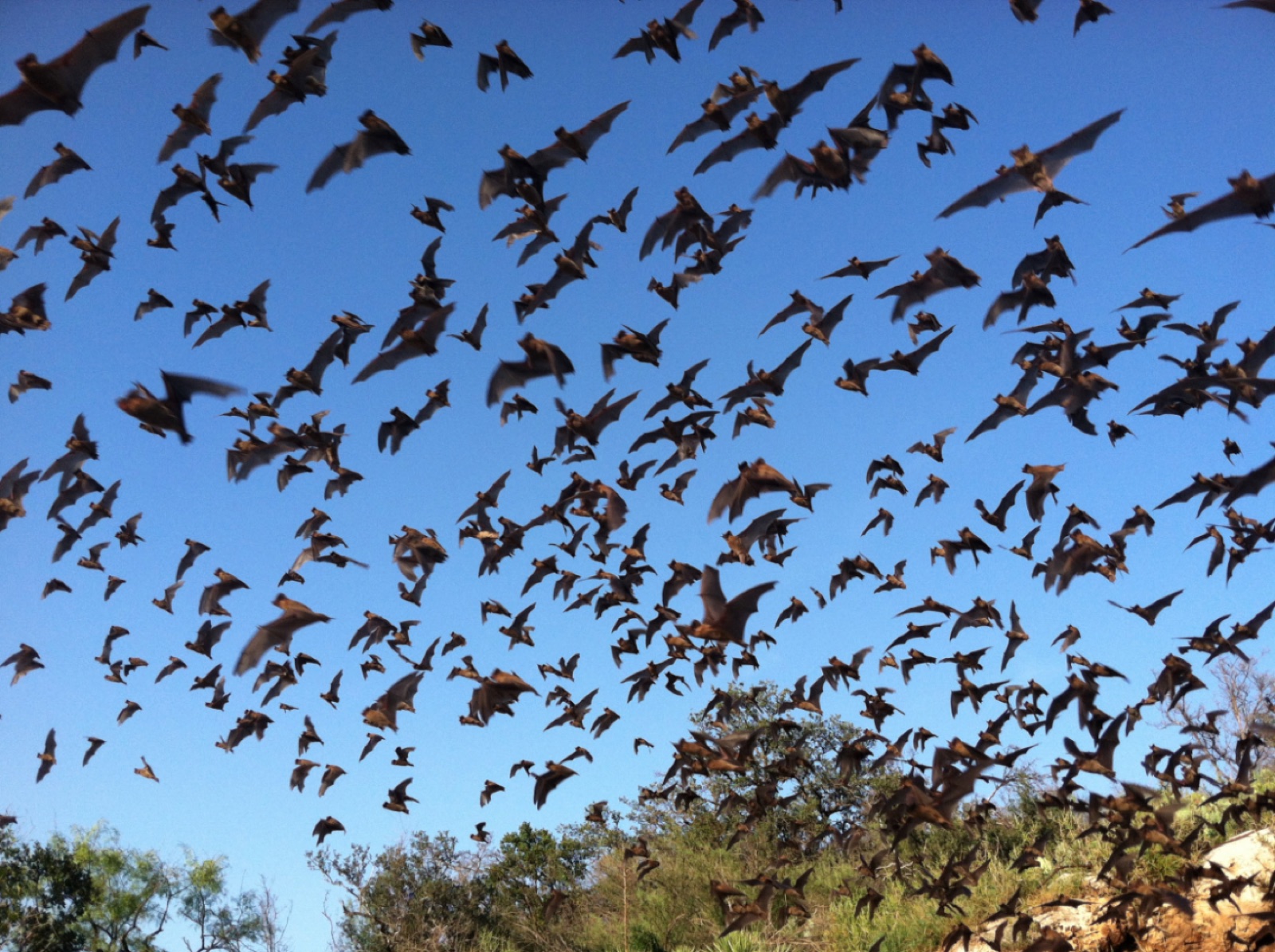 Hundreds of free-tailed bats streaming out into a blue evening sky above scrubby trees.