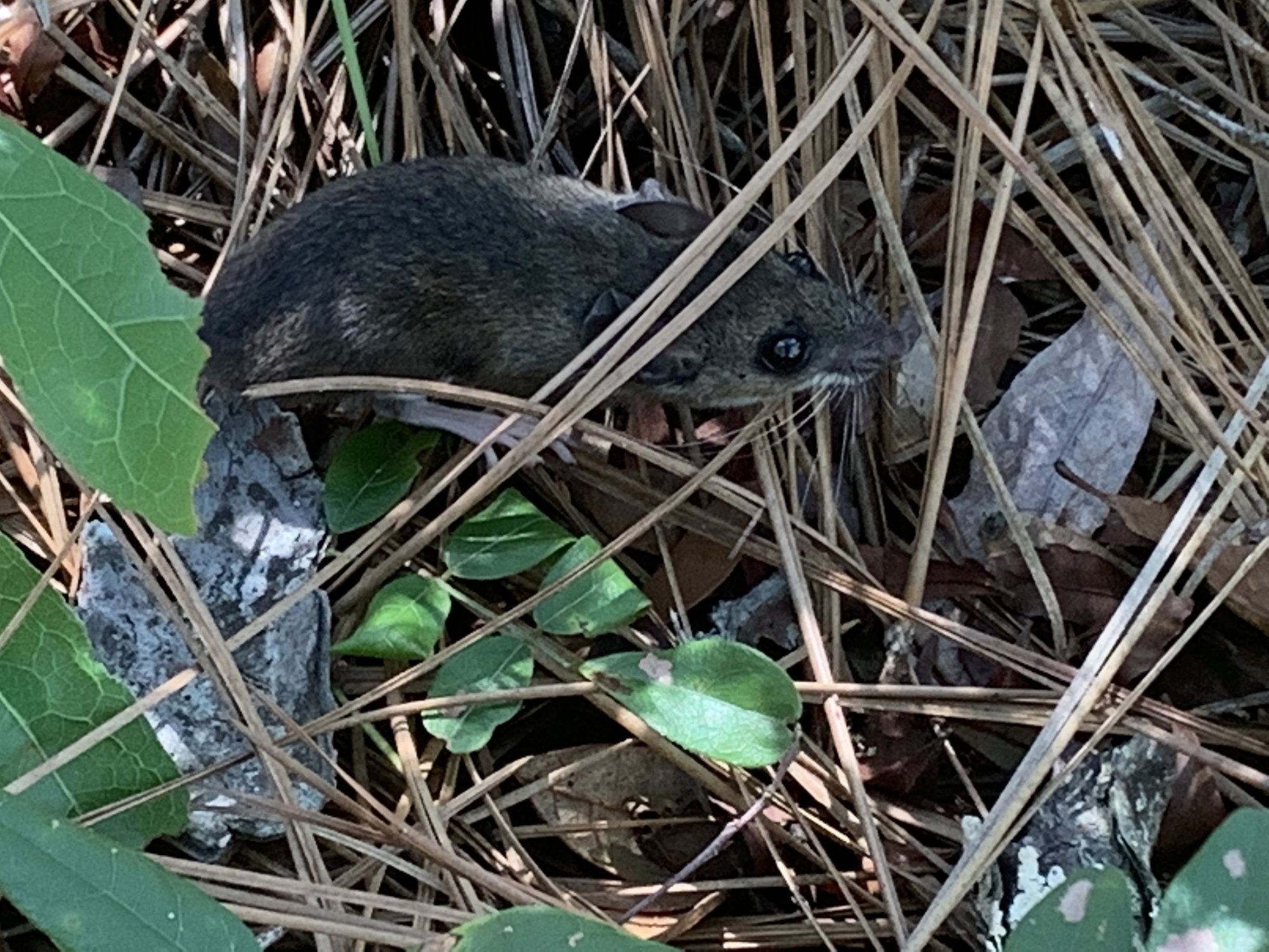 A dark brown cotton mouse slipping through pine straw and green leaves.