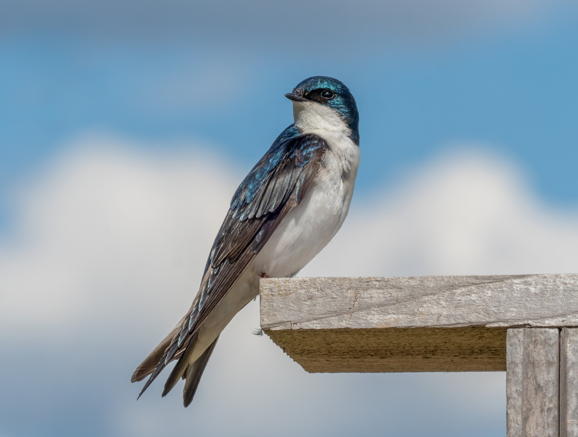 A tree swallow perched on top of a nest box, glossy iridescent blue-green above and snowy white below.