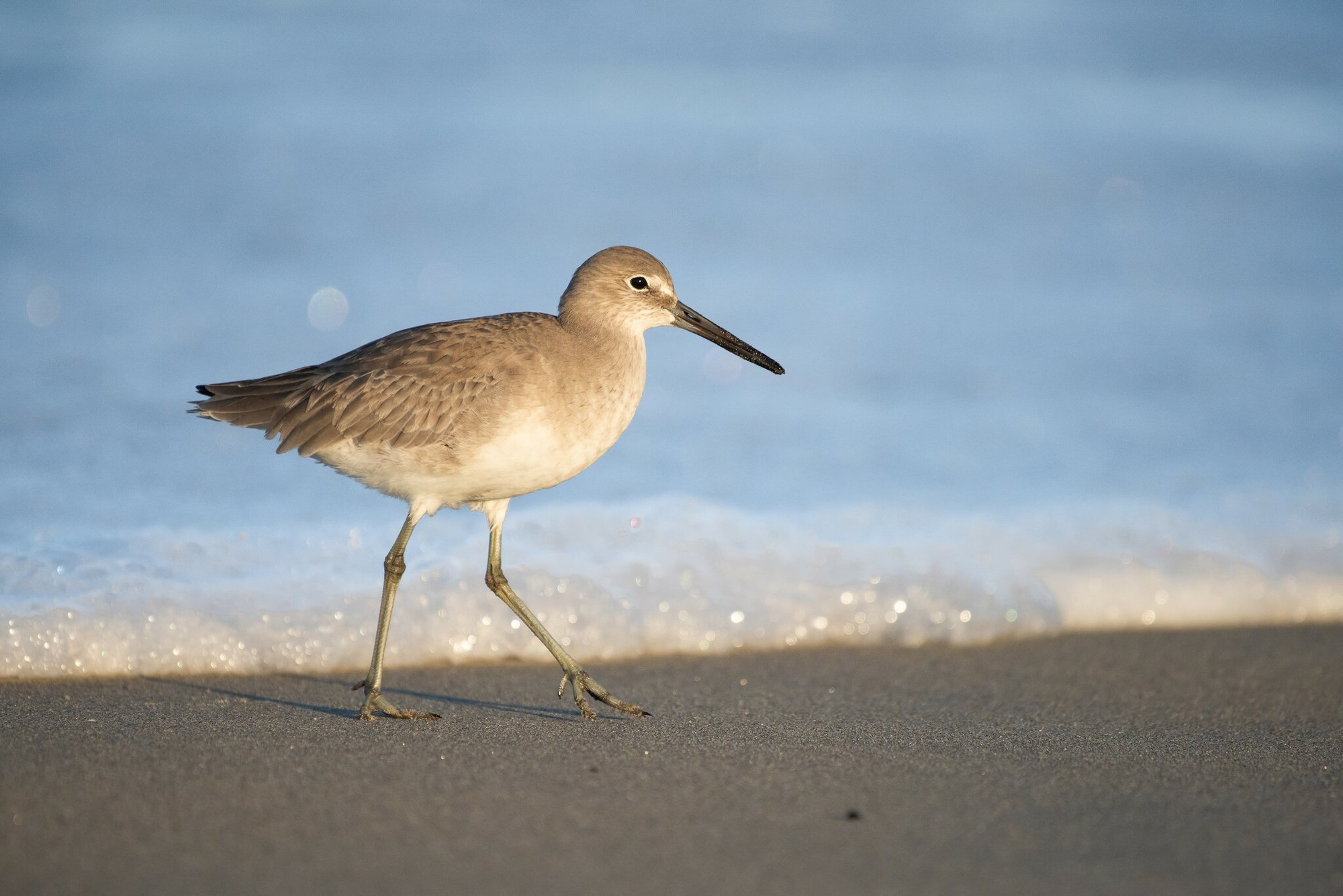 A willet walking along a sunlit beach at the edge of the surf, its plain grey-brown body and straight grey bill in profile.