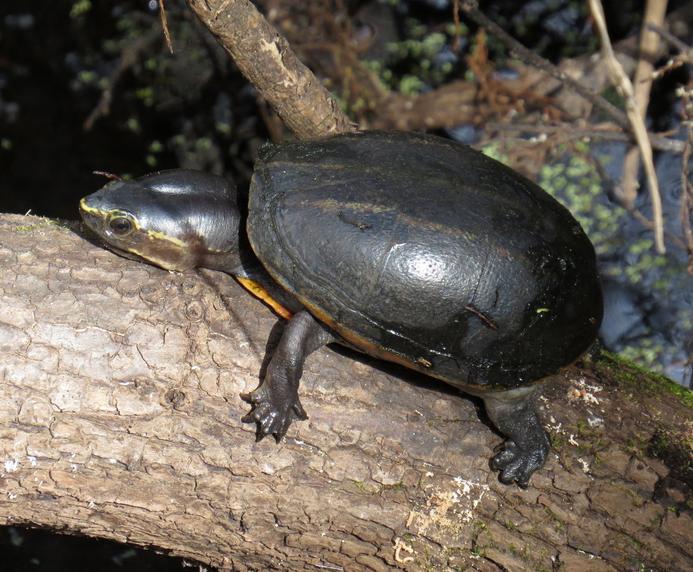 A striped mud turtle climbing along a fallen branch, its smooth, dark shell and pale-striped head showing.