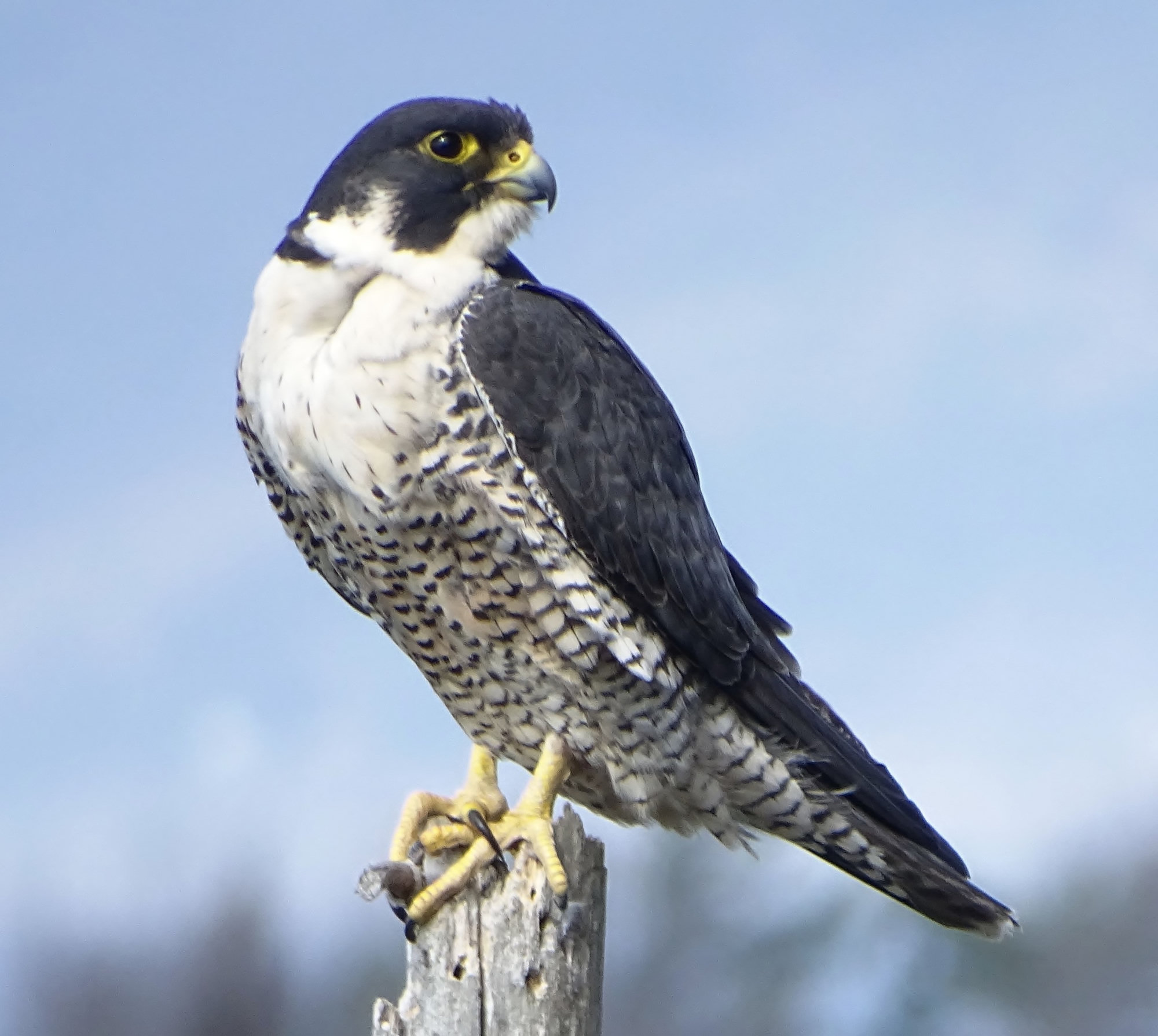 An adult peregrine falcon perched on a post, slate-grey above with a dark hood and moustache, a white throat and a finely barred breast.