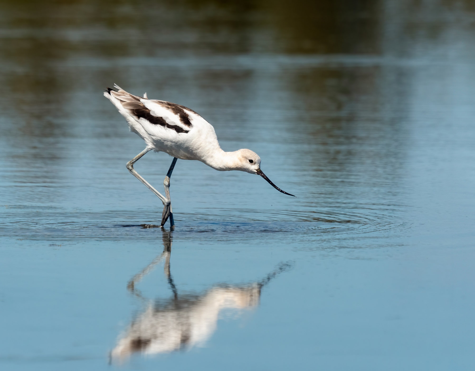 An American avocet sweeping its upturned bill through shallow water, its black-and-white wings reflected on the surface.