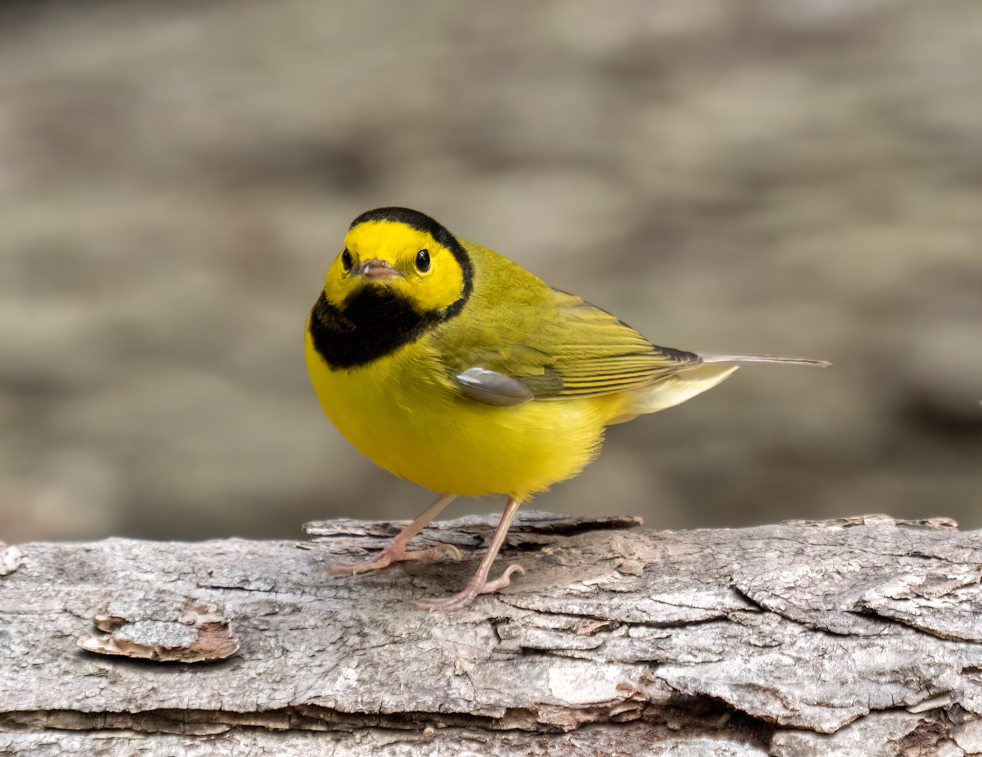 A male hooded warbler standing on a log, with a bright yellow face framed by a black hood and throat, olive-green upperparts and yellow underparts.
