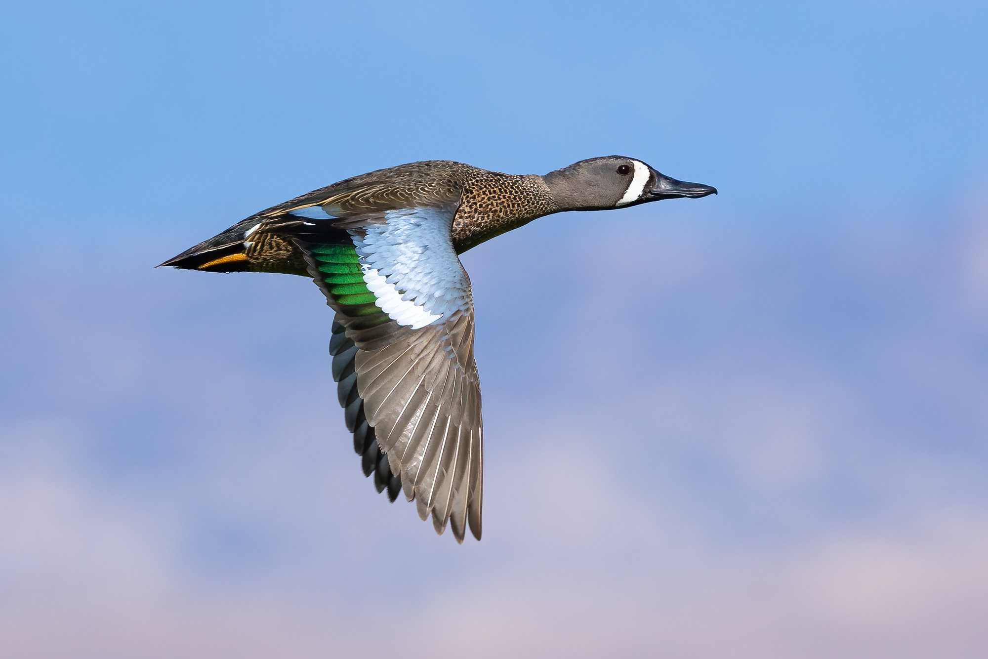 A male blue-winged teal in flight against a pale sky, showing the powder-blue and green patches on his wing.