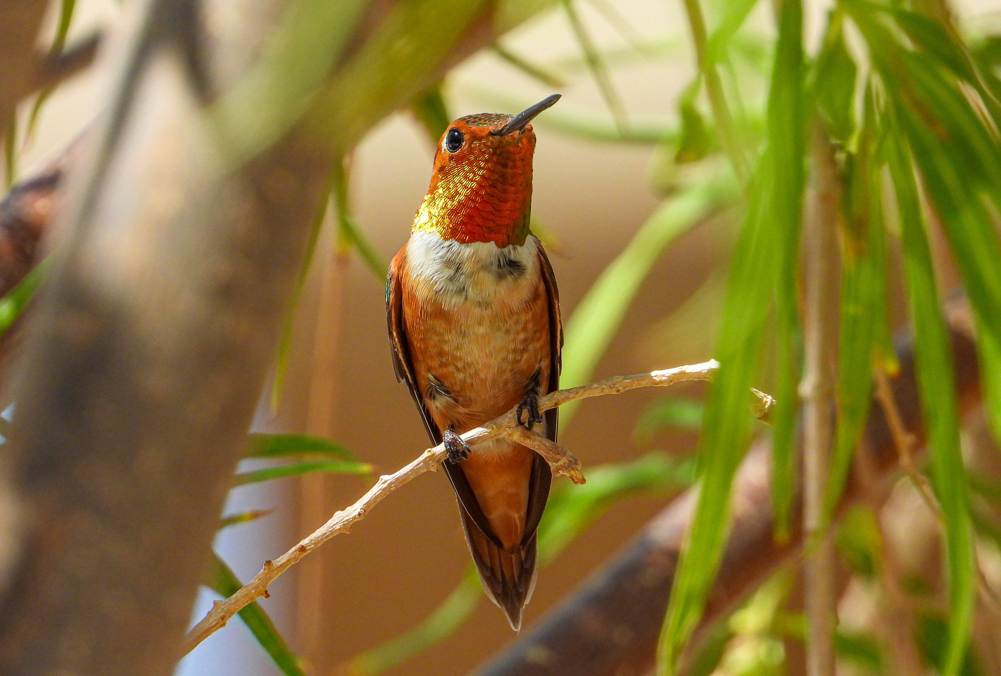A male rufous hummingbird perched on a thin twig among green leaves, his throat glowing orange-red and his body bright rufous.