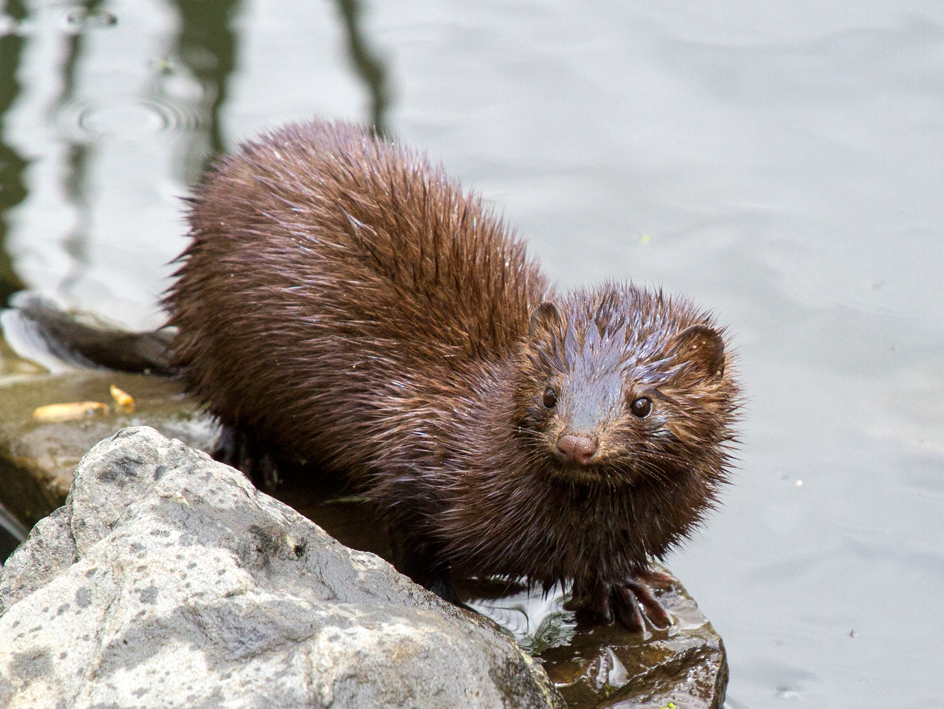 A mink with its wet fur spiked into points, standing on a rock at a pond's edge.