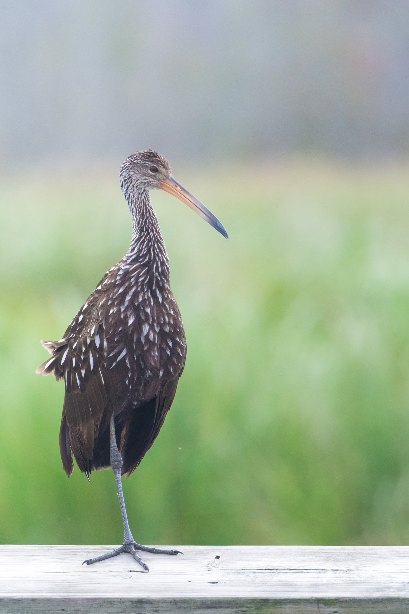 A limpkin standing on one leg on a boardwalk rail, its white-spotted brown plumage and long curved bill against soft green.