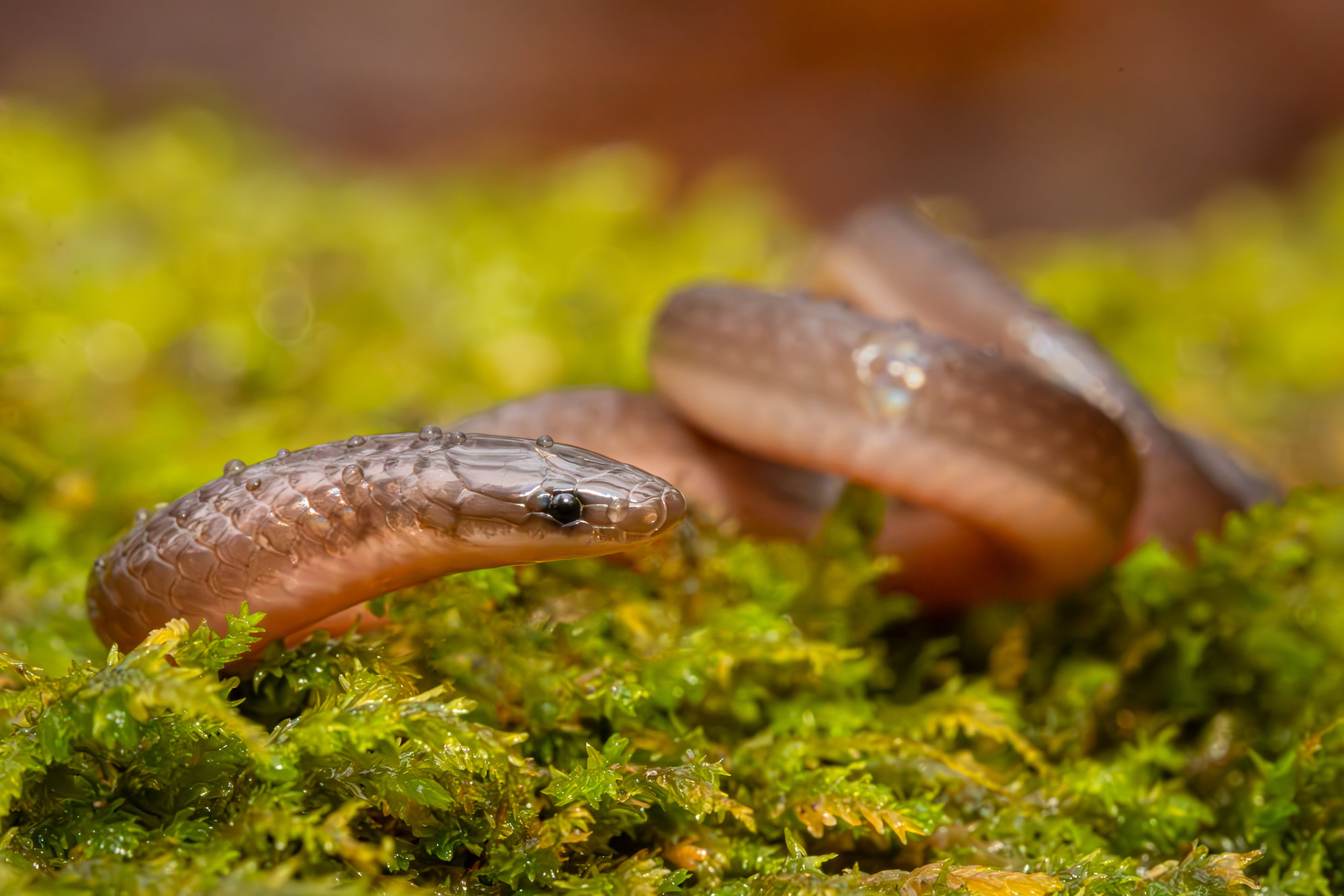 A common wormsnake, small and smooth, with a brown back and pinkish sides, resting on bright moss.