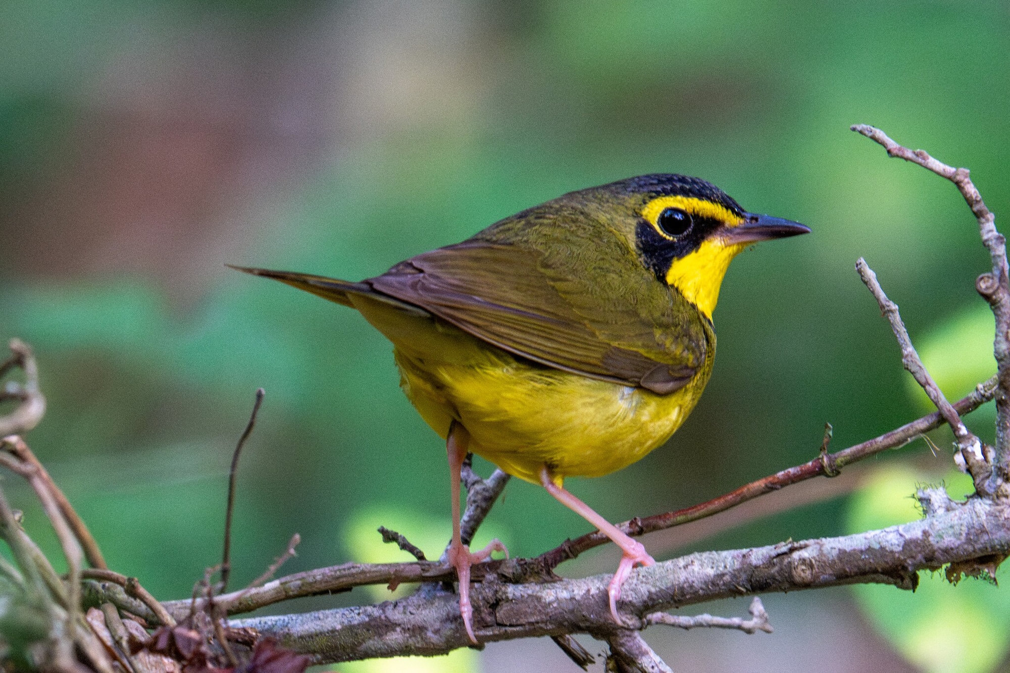 A Kentucky warbler perched on a twig, olive-green above and bright yellow below, with yellow spectacles curving around its eye above black sideburns.