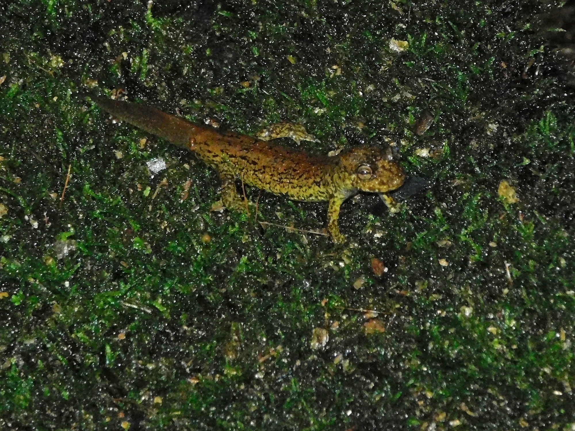 A southern blackbelly salamander on wet moss at night, large and stout, olive-brown with pale spots along its sides.