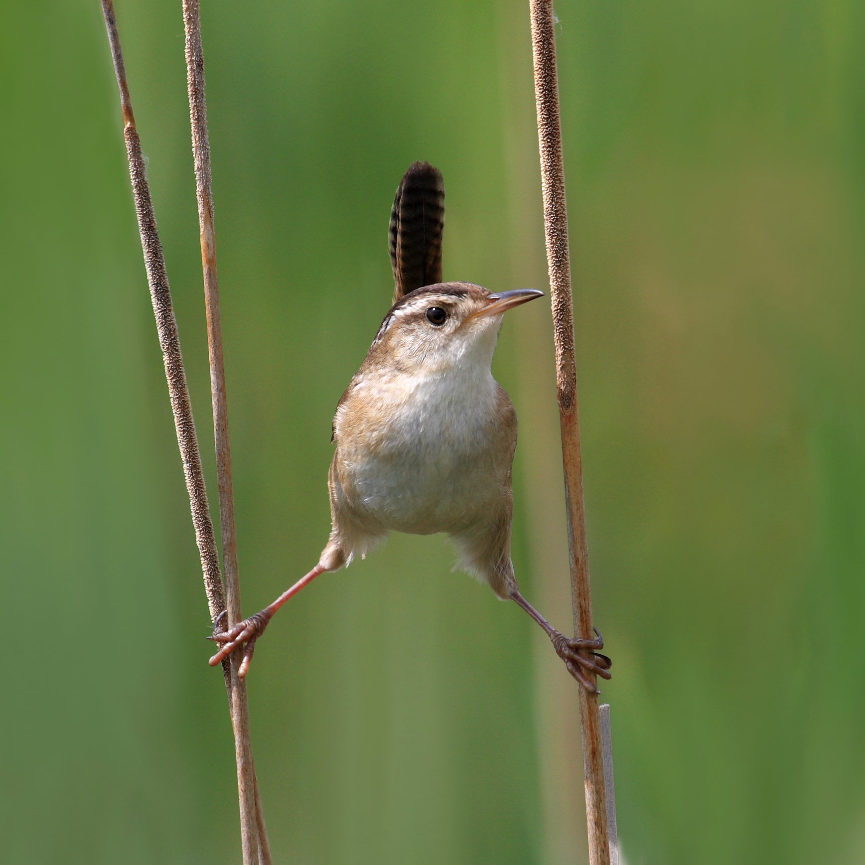 A marsh wren clinging between two reed stems with its legs spread wide and its tail cocked, brown with a white eyebrow, a black-and-white striped back and a pale breast.