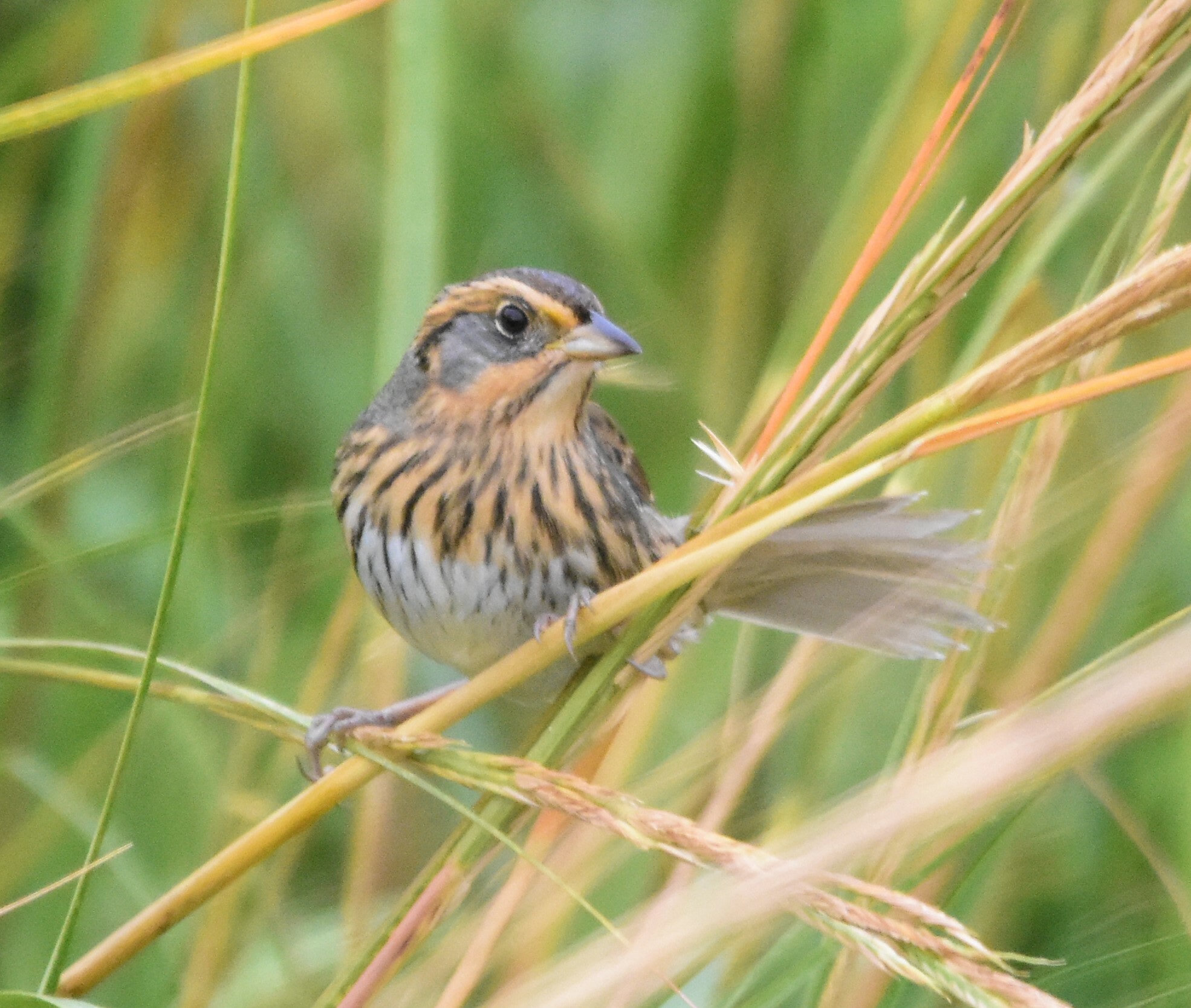 A saltmarsh sparrow perched in marsh grass, with an orange-buff face around a grey cheek, a dark crown and crisp dark streaks across its whitish breast.