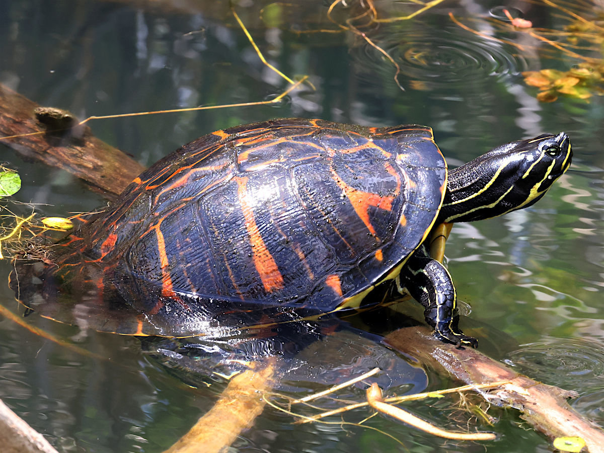 A Florida red-bellied cooter climbing onto a log from the water, its dark shell marked with orange-red bars.