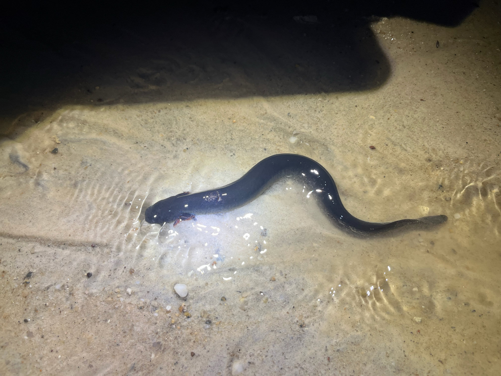 A lesser siren swimming over pale sand in shallow water at night, dark grey and eel-like, with small feathery gills behind its head.