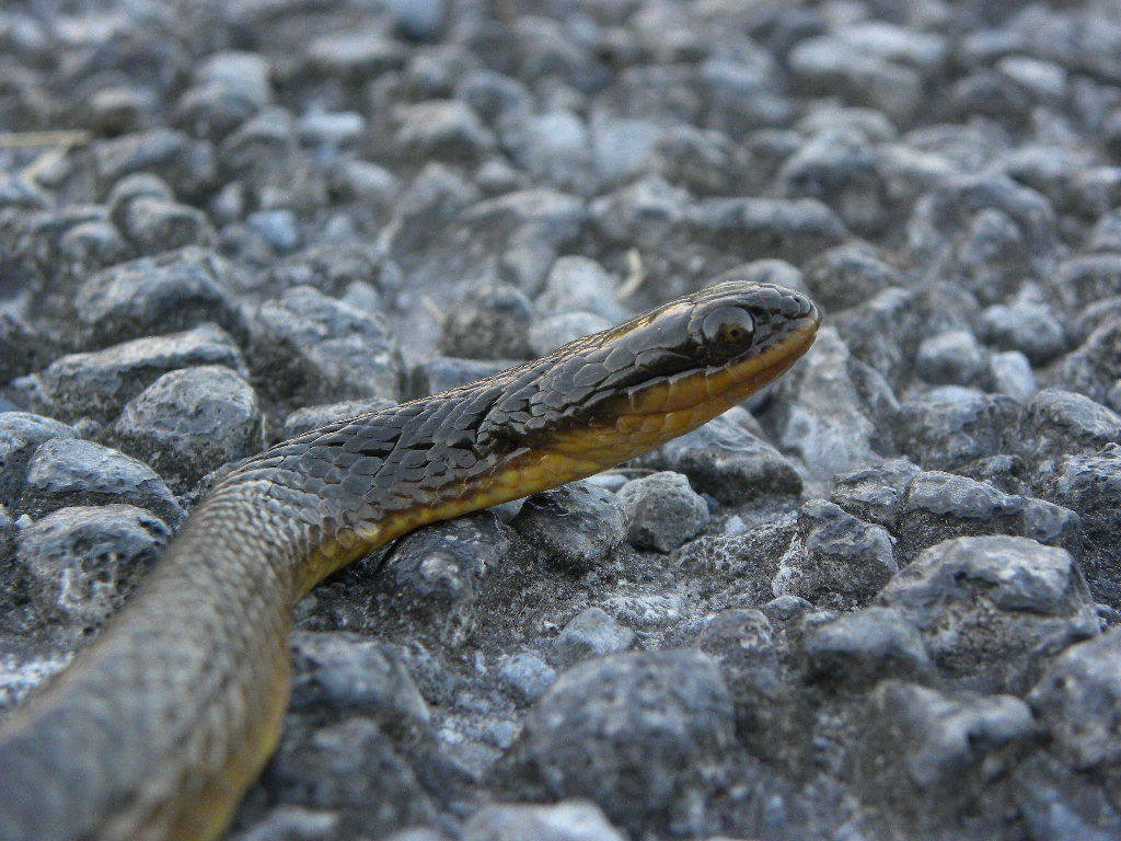 A striped swampsnake raising its head over gravel, glossy olive-brown with faint dark stripes along its body.