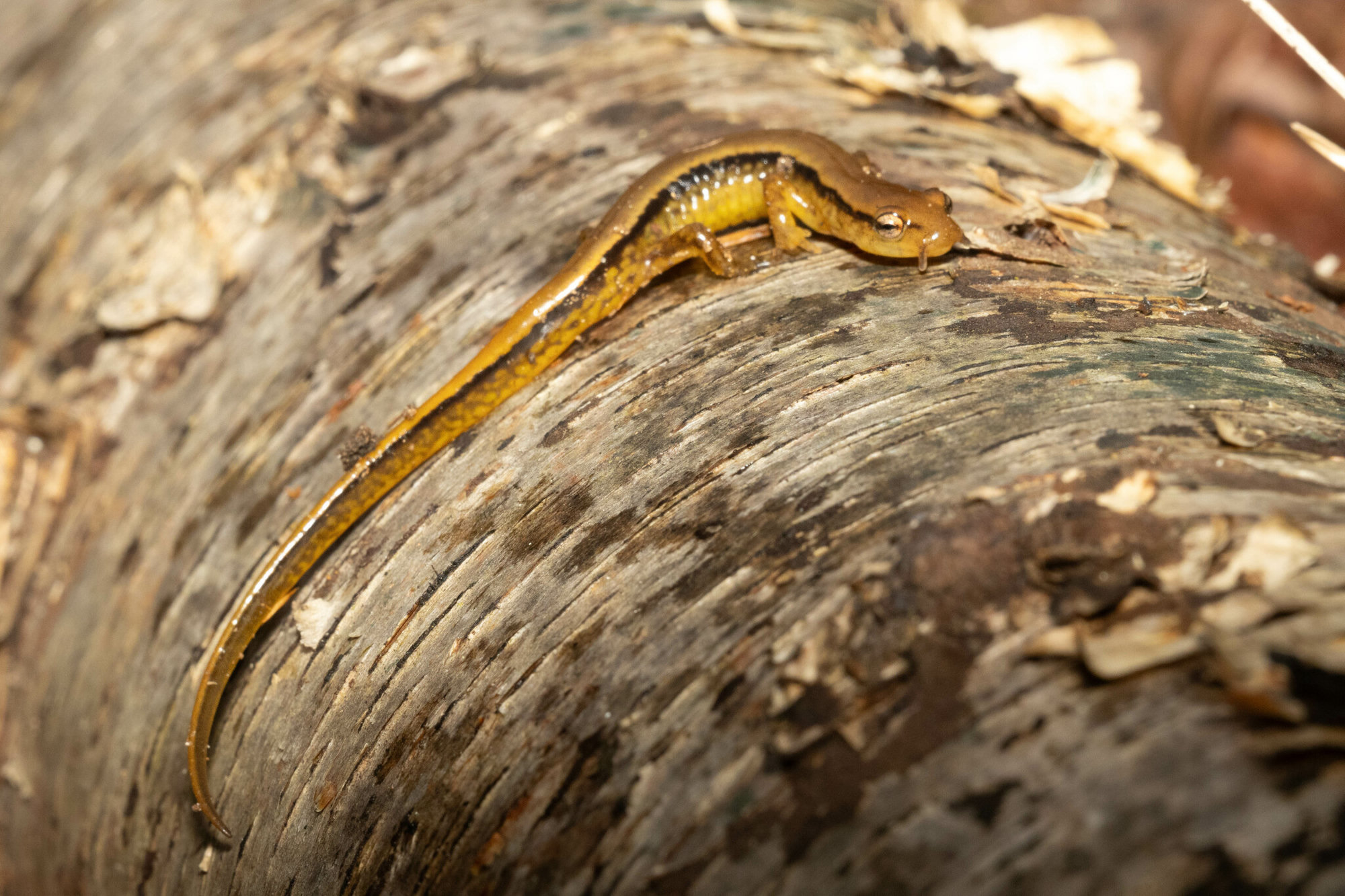A southern two-lined salamander on a fallen log in north Georgia, slim and yellow-orange with a dark line along each side.