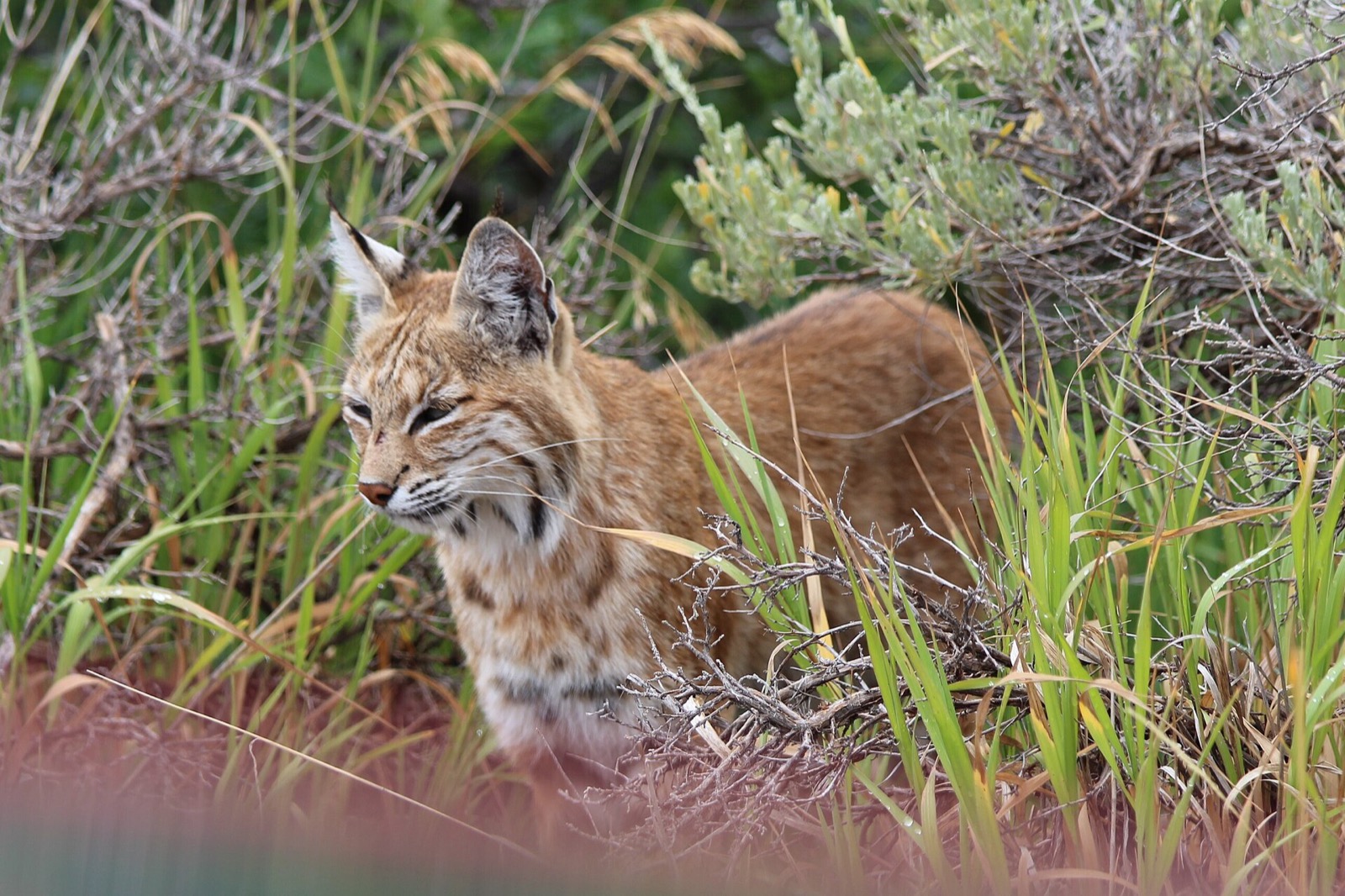 A bobcat standing in tall grass and sage, ear tufts up and the spots on its flank showing.