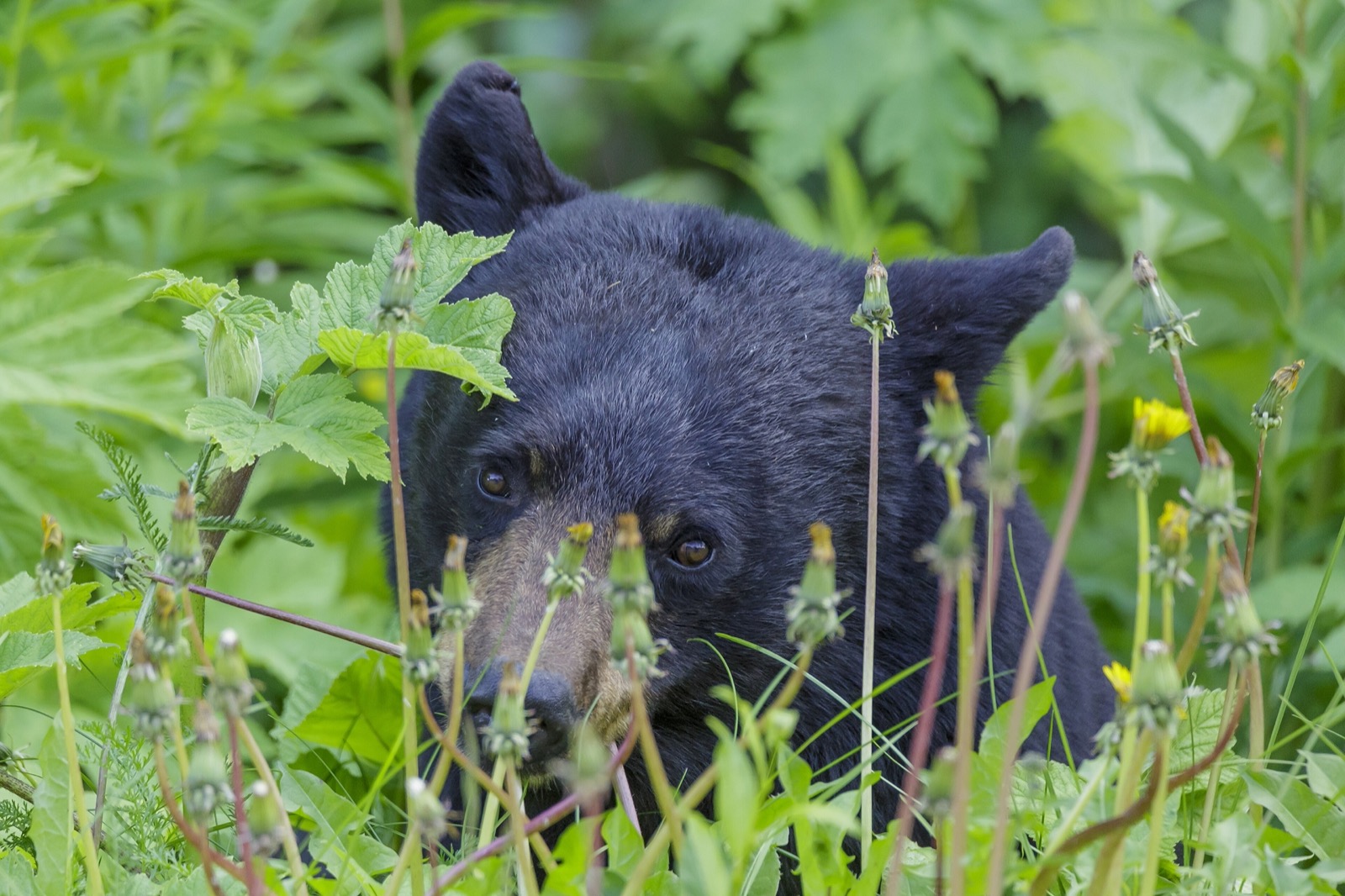 An American black bear looking out through tall green vegetation and dandelion stems, calm and unbothered.
