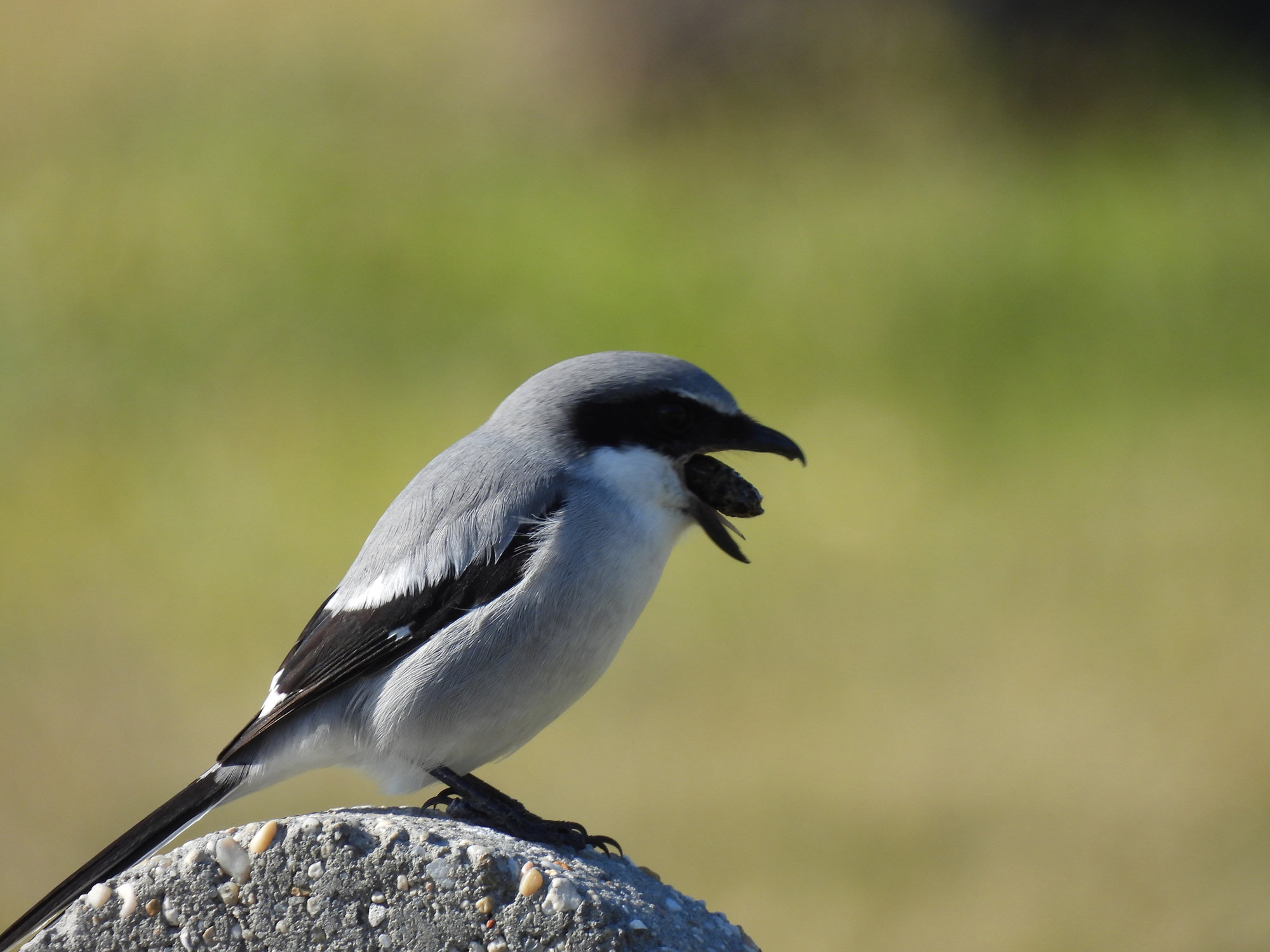 A loggerhead shrike perched on a rock with its hooked bill open, grey above and white below, with a black mask and black wings with a white patch.