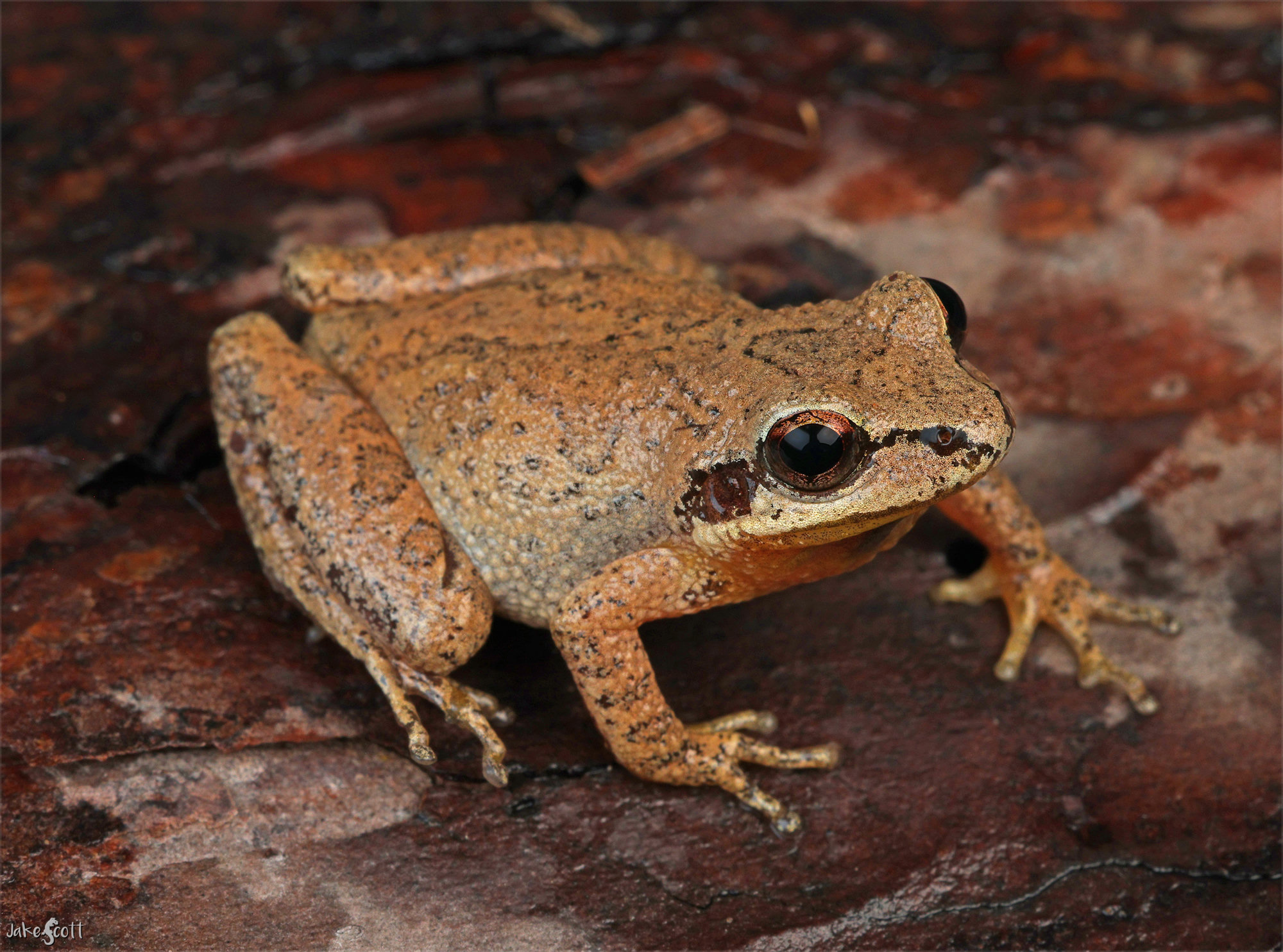 A Collinses' mountain chorus frog on reddish bark, tan-brown with a dark stripe through the eye and a dark triangle between the eyes.