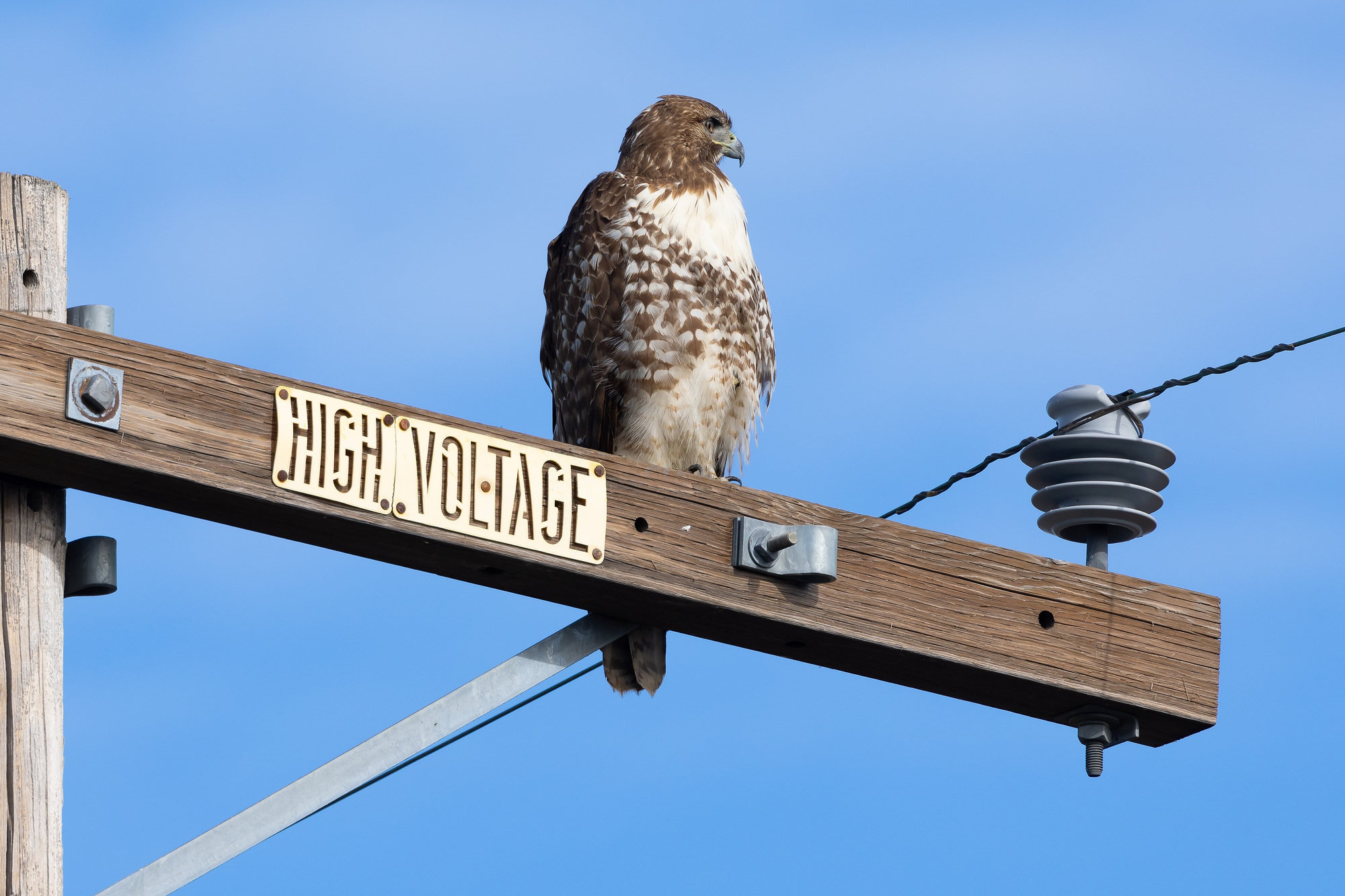 A red-tailed hawk perched on the crossarm of a power pole, brown above with a pale breast and a band of dark streaks across its belly.