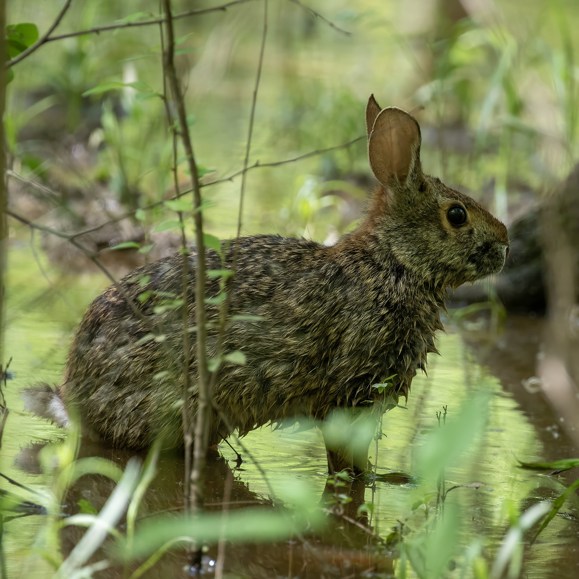 A wet swamp rabbit standing in shallow water among grasses, its ears up.