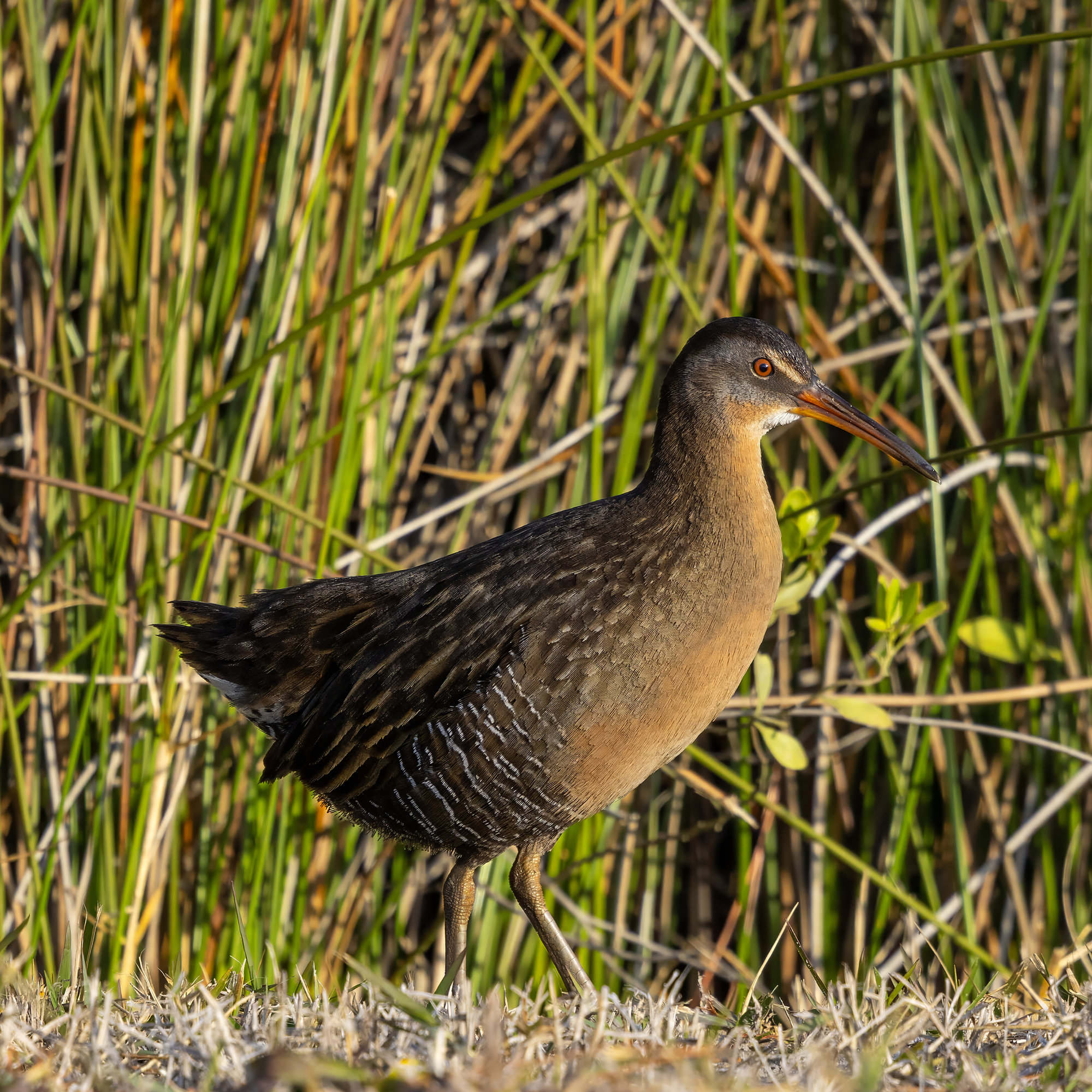 A clapper rail standing at the edge of tall marsh grass, its long slightly drooping bill and barred flanks in sunlight.