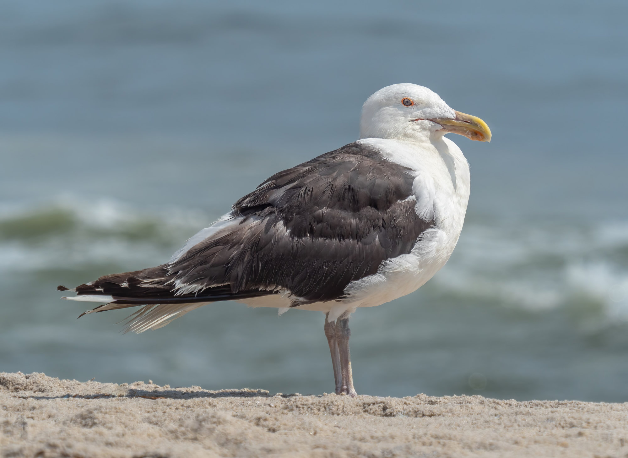 A great black-backed gull standing on a sandy beach, its black back, heavy yellow bill and pink legs in profile.