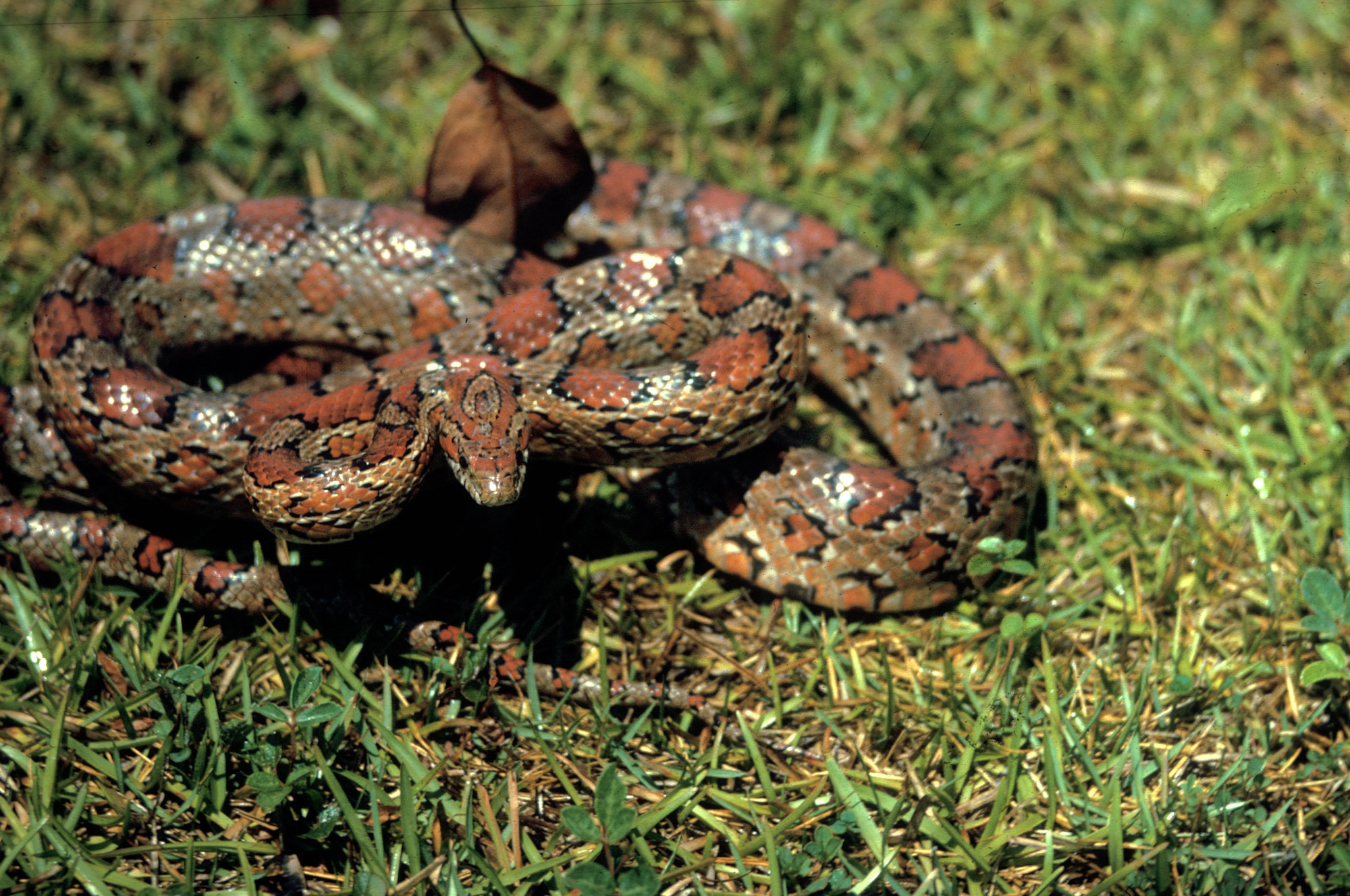 A red cornsnake coiled in grass, its body patterned with red-brown blotches edged in black.