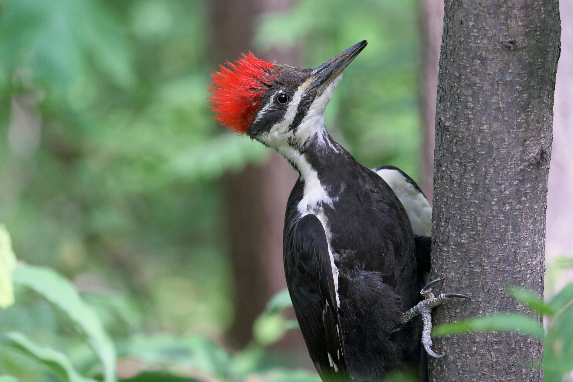 A female pileated woodpecker clinging to a tree trunk, crow-sized and black with a flaming red crest and bold white stripes down its face and neck.